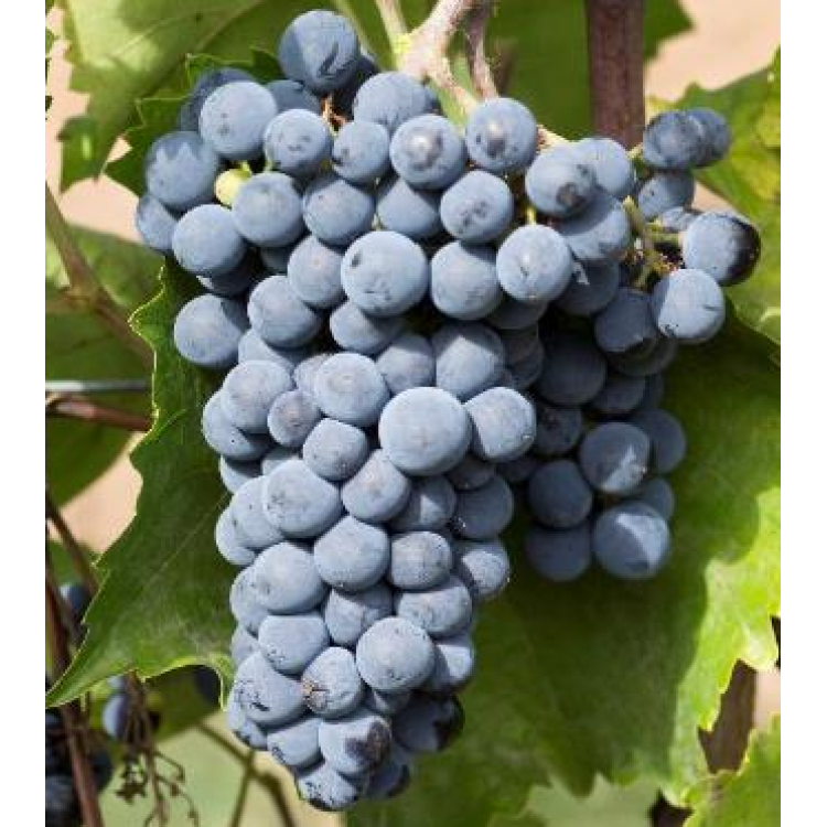 Chancellor - Coming Soon