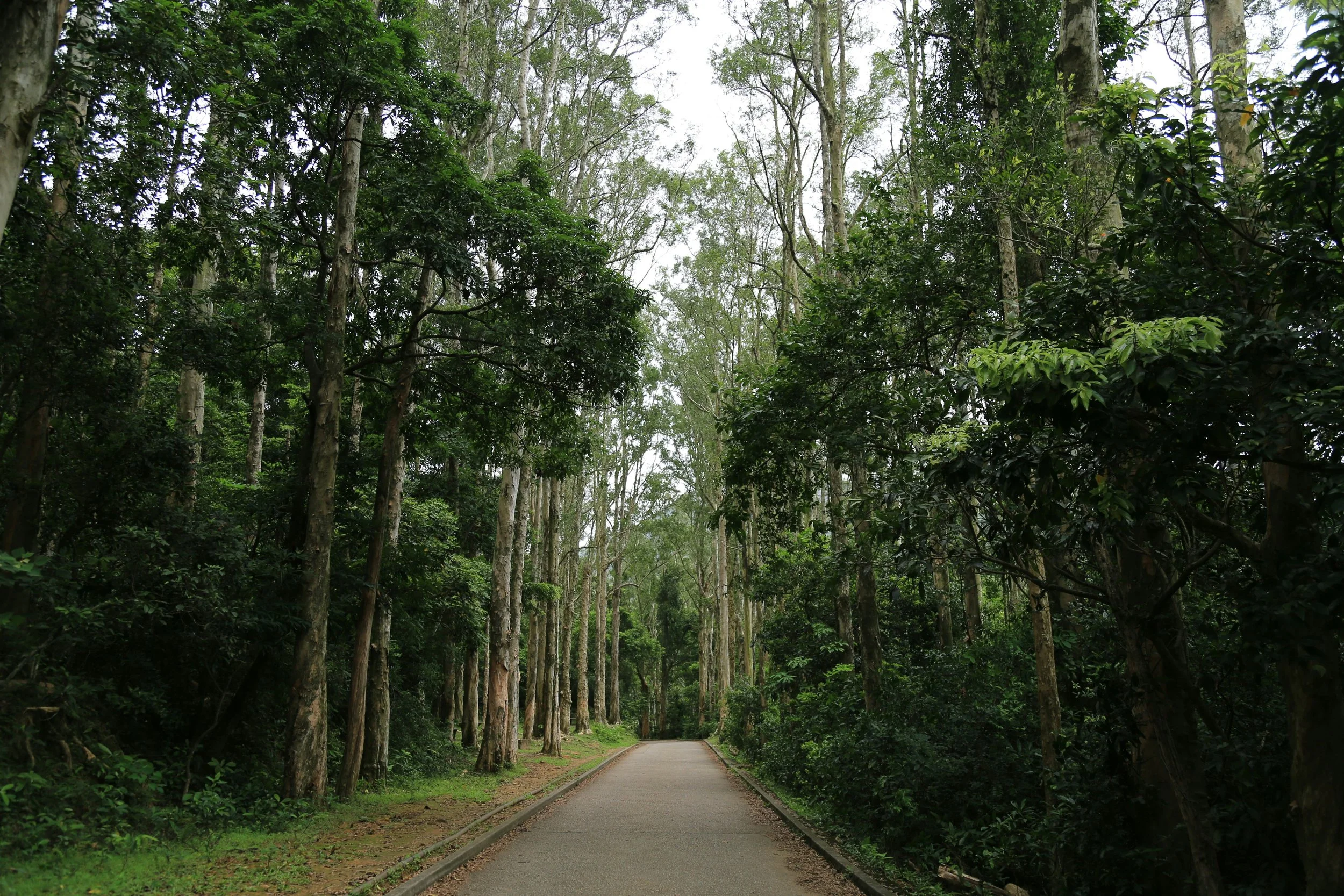 sheka-forest-biosphere-reserve.jpg