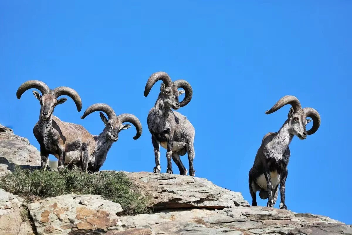Male blue sheep岩羊雄性.jpg