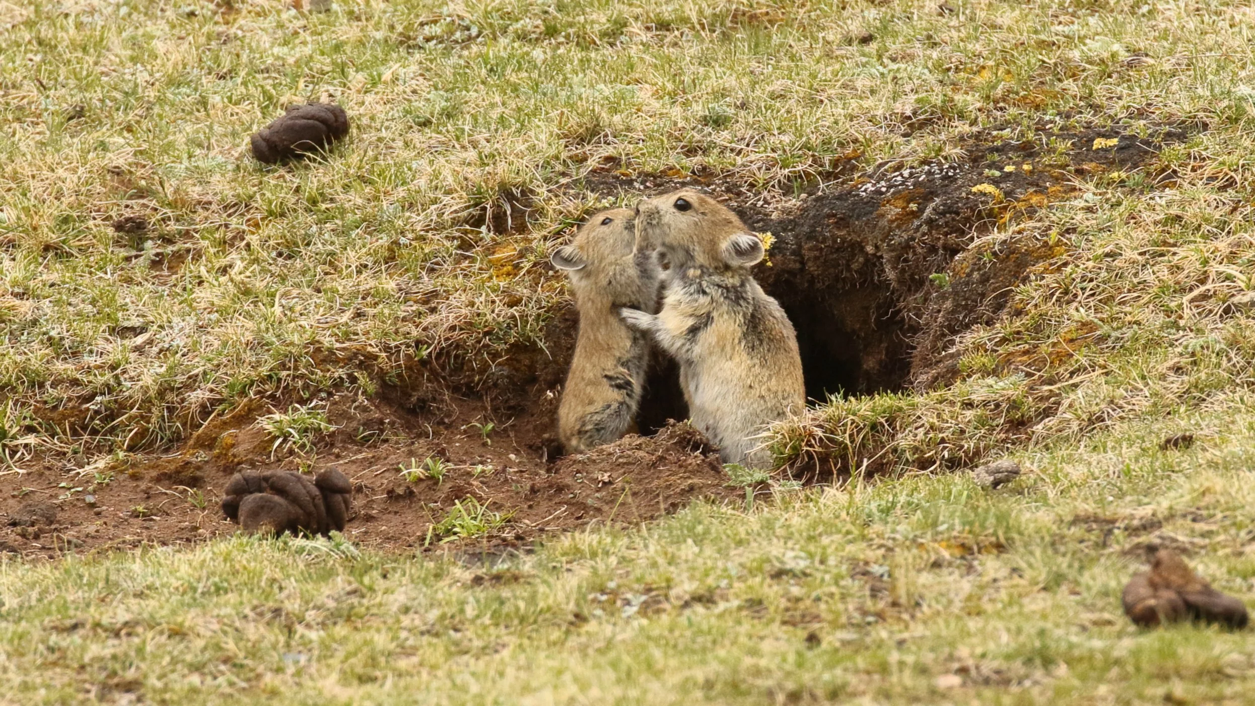 高原鼠兔Plateau Pika.JPG
