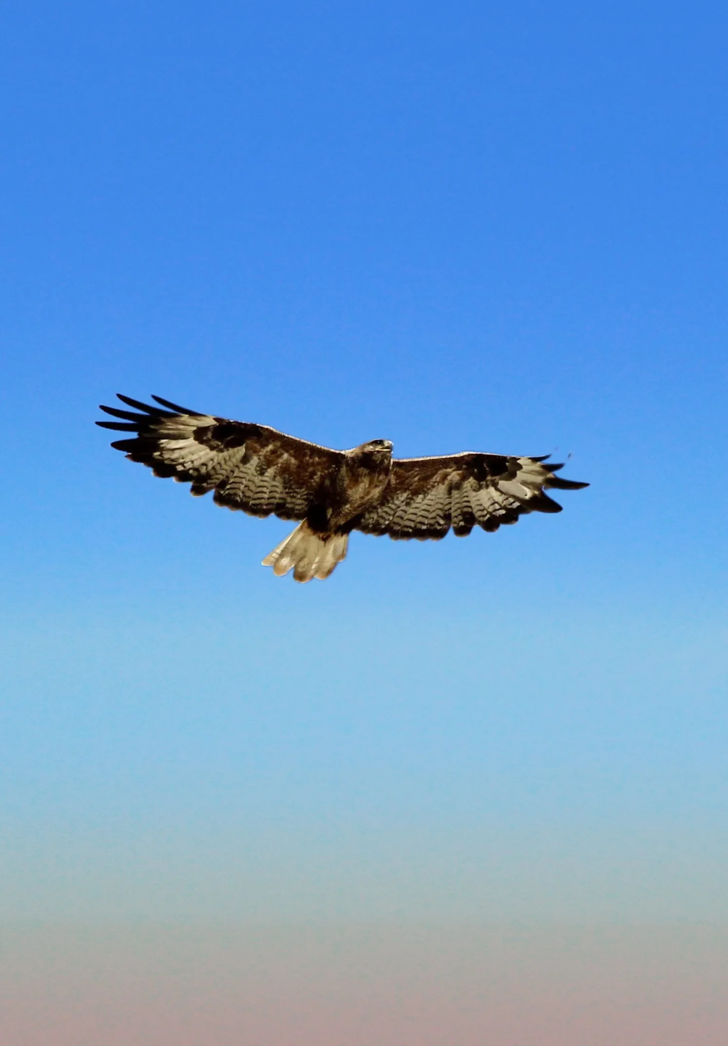 大鵟Upland Buzzard.jpg