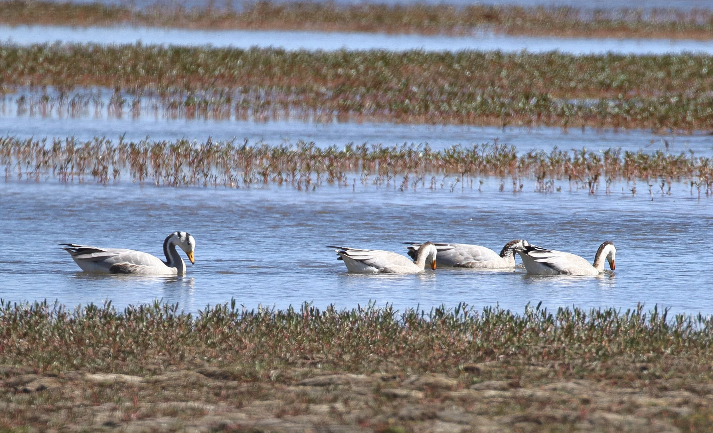 斑头雁Bar-headed goose.JPG