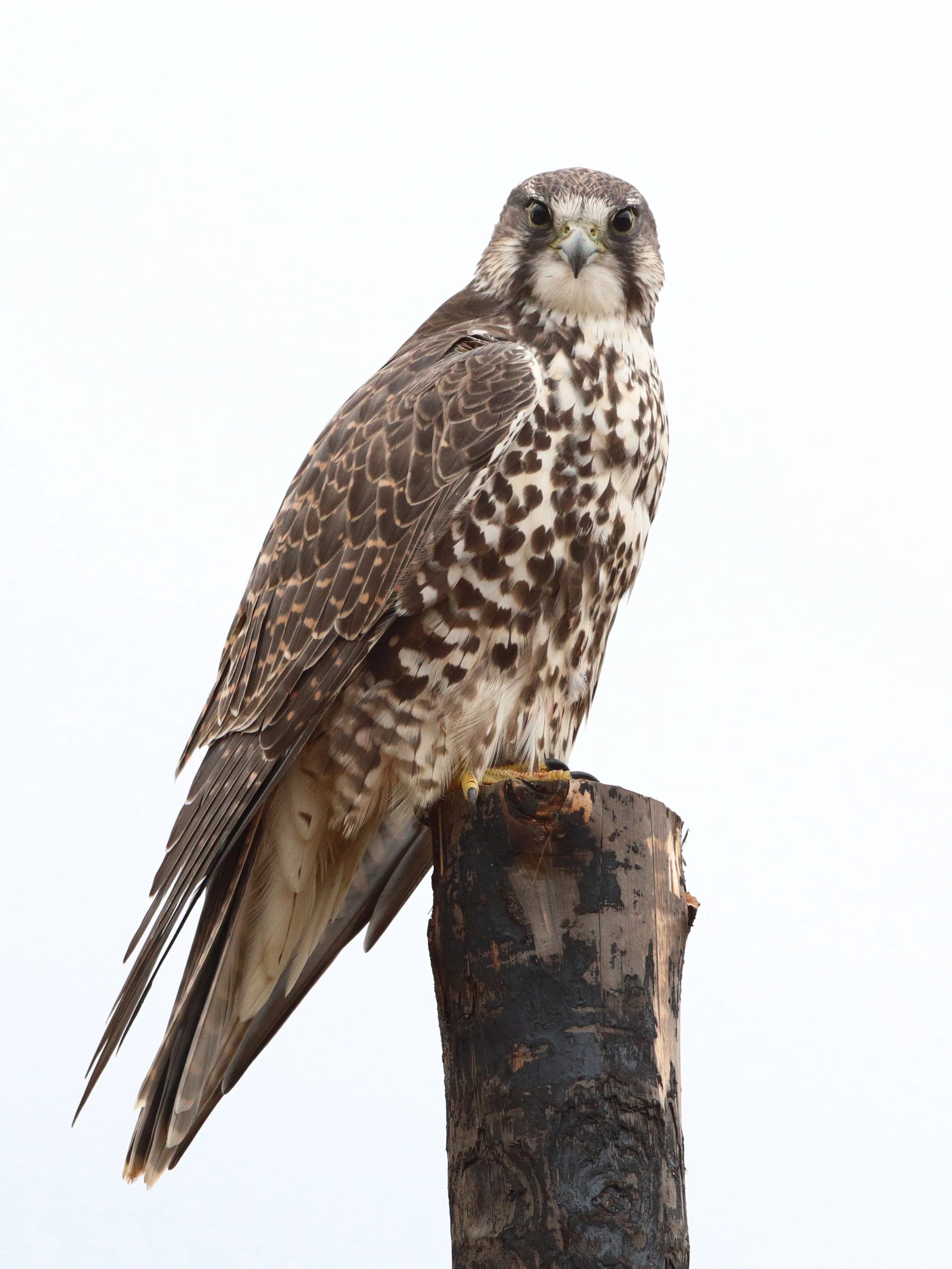 猎隼Saker Falcon.JPG