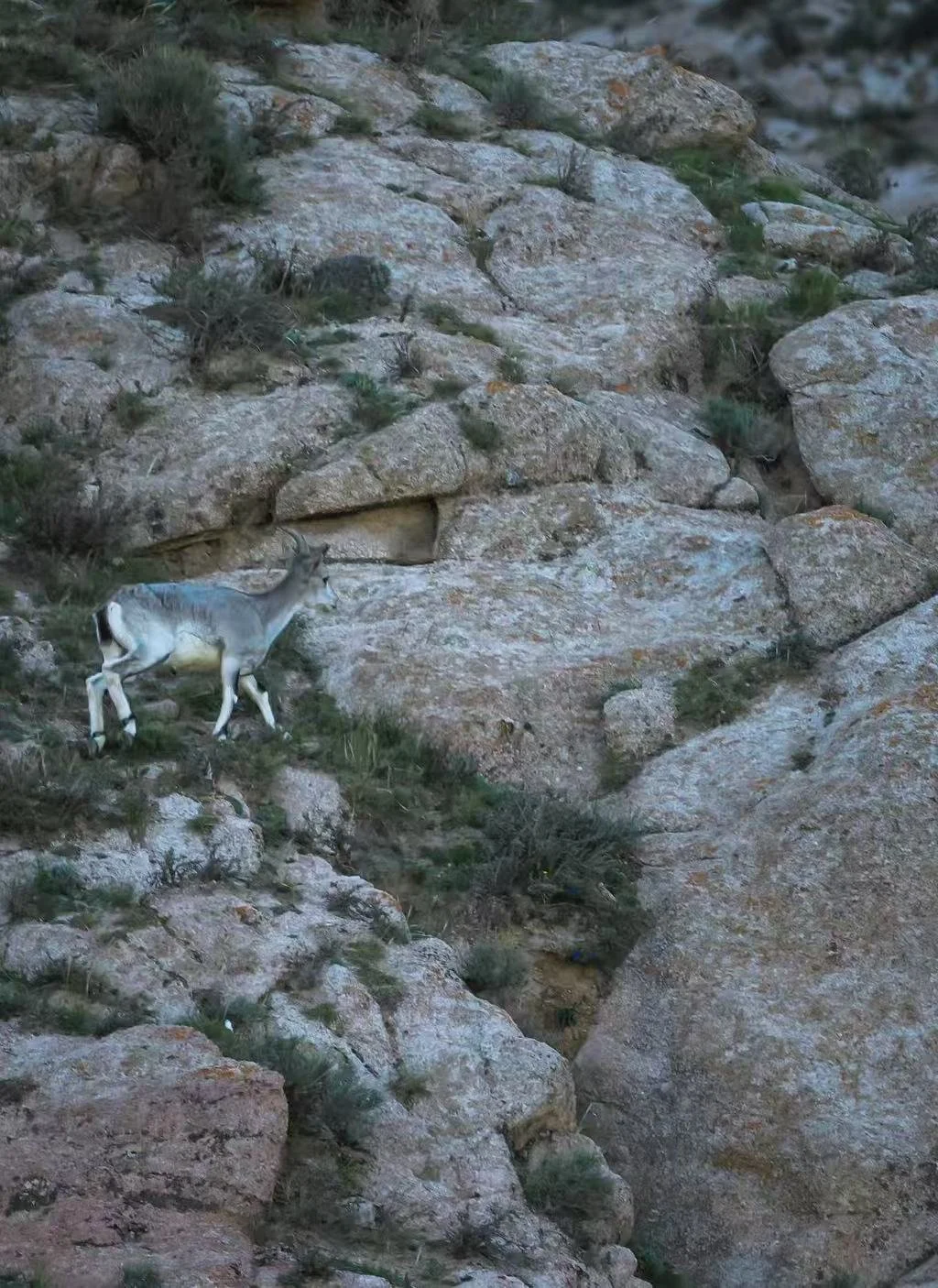 Female blue sheep岩羊雌性.jpeg