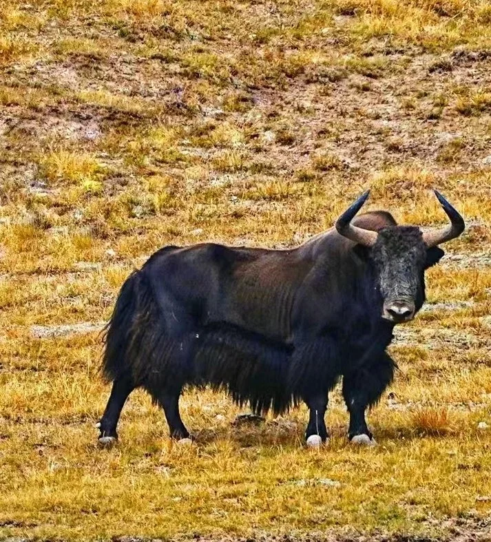 野牦牛Wild yak.jpeg