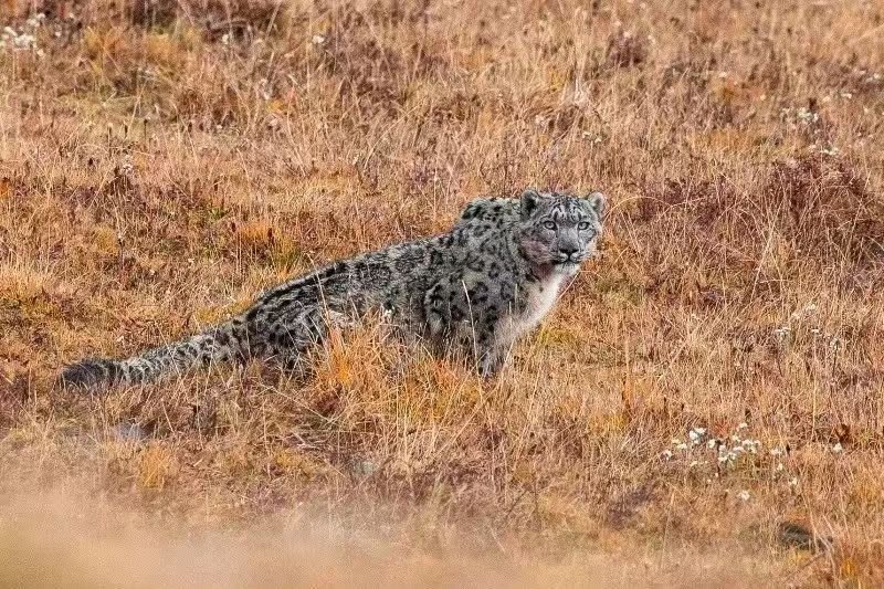 雪豹 snow leopard .jpeg