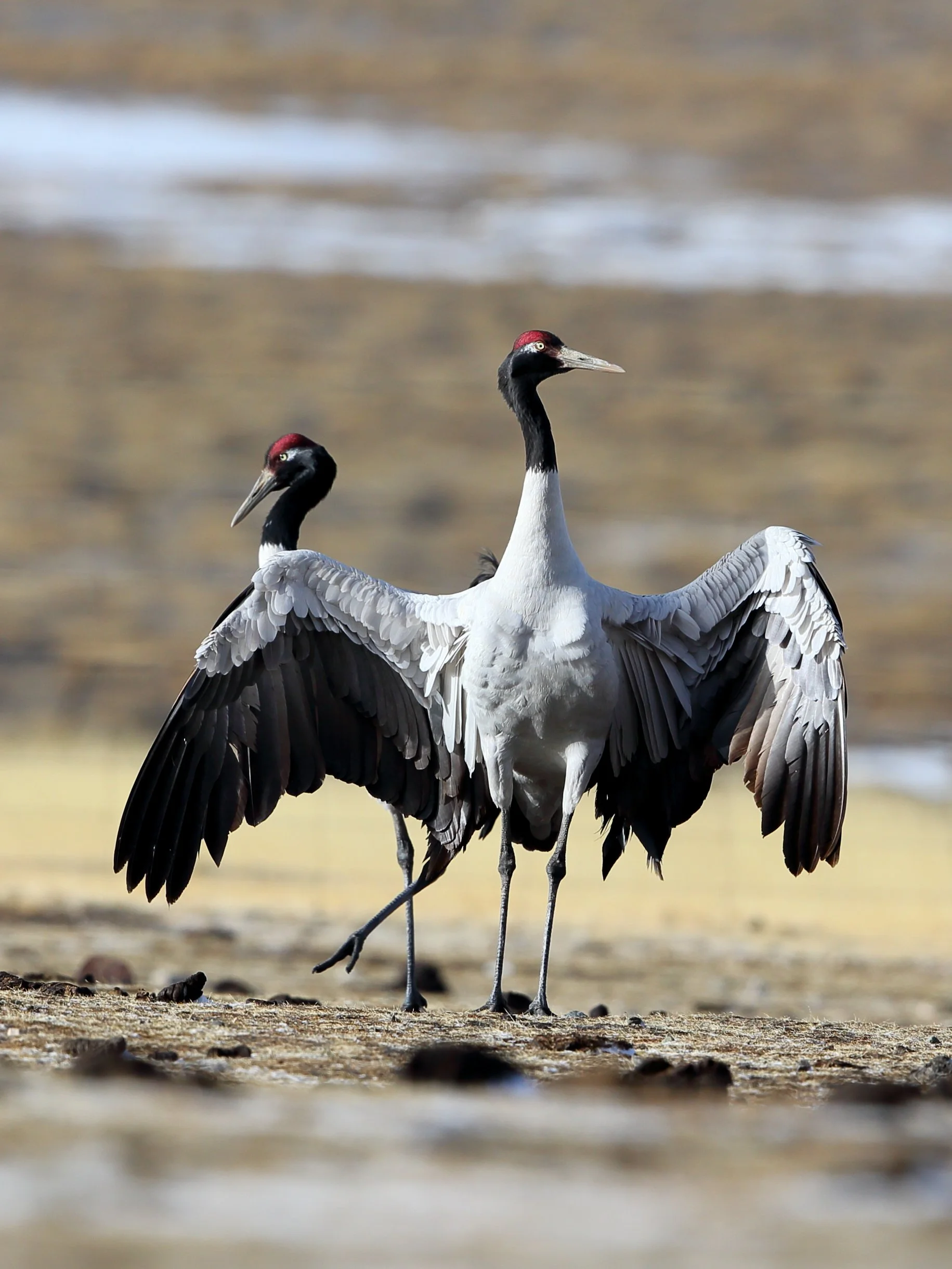 黑颈鹤Black-necked crane.JPG