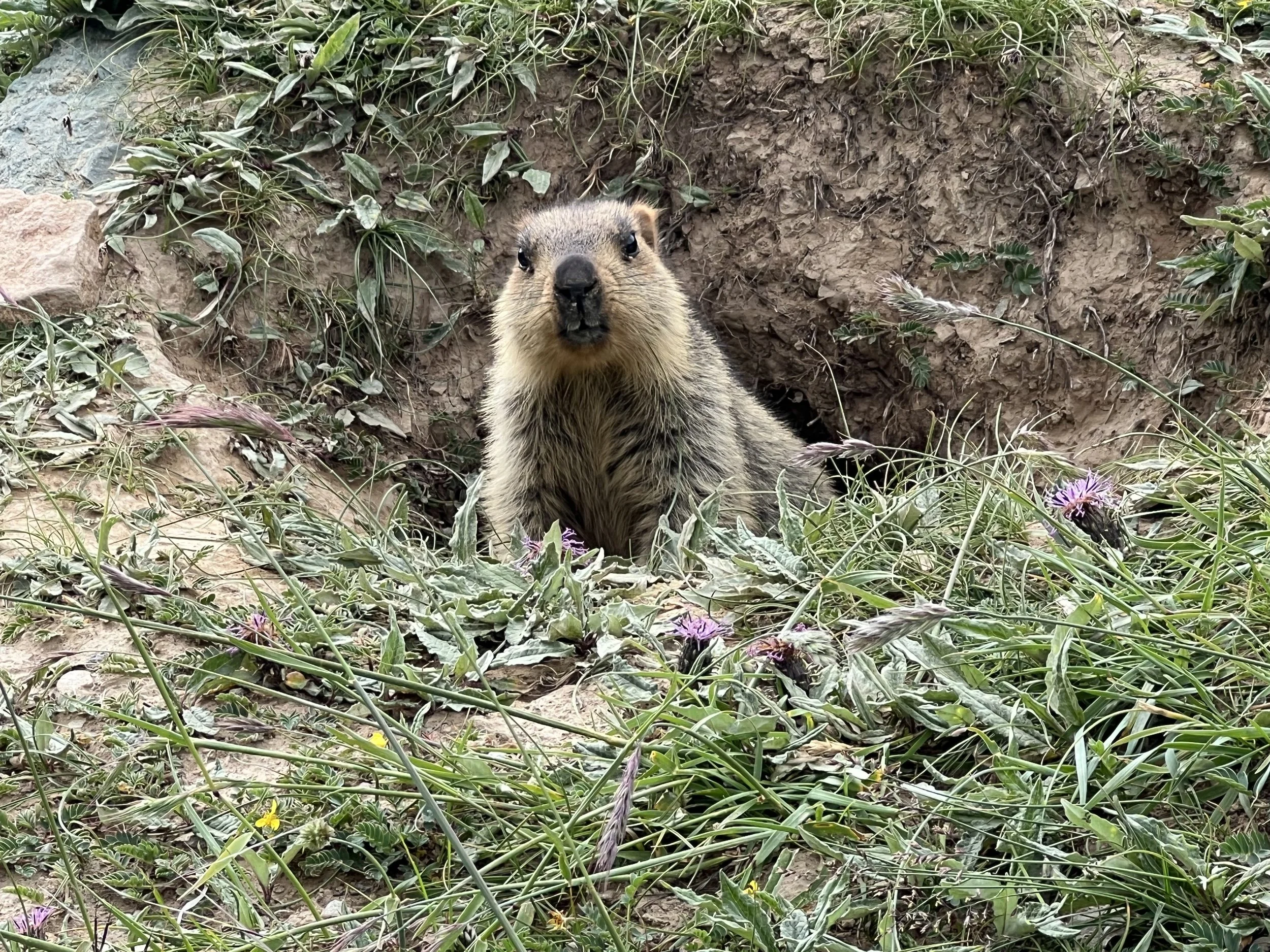 喜马拉雅旱獭Himalayan marmot.jpg