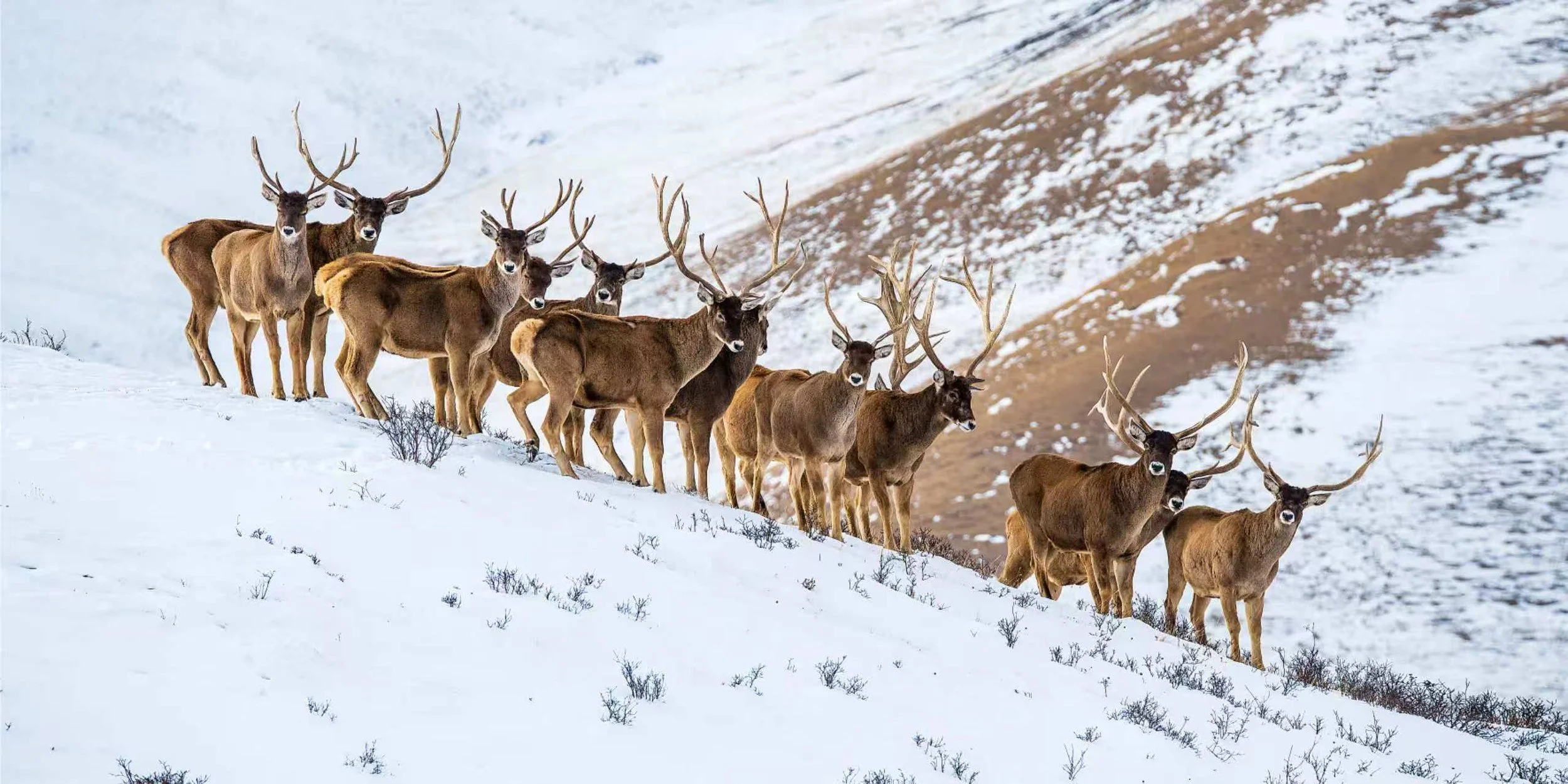 白唇鹿White-lipped deer.jpeg