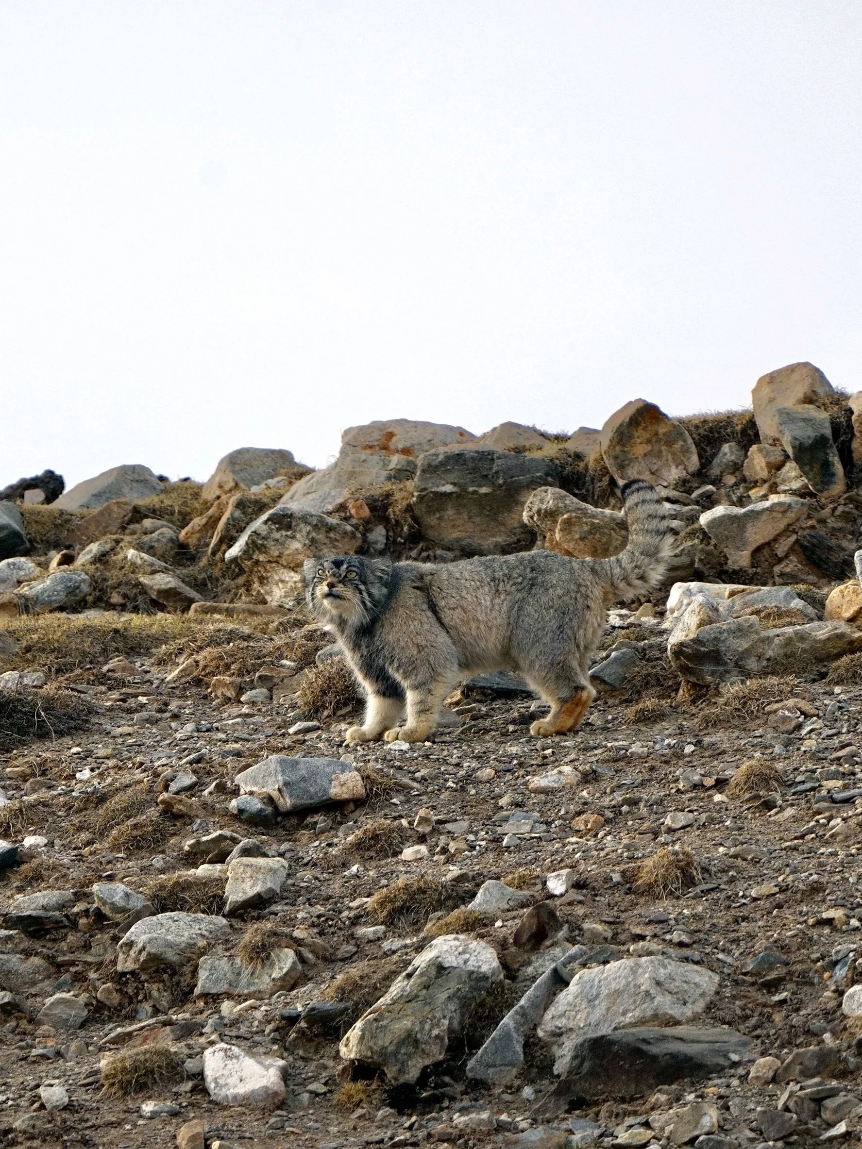 兔狲Pallas's Cat.jpeg