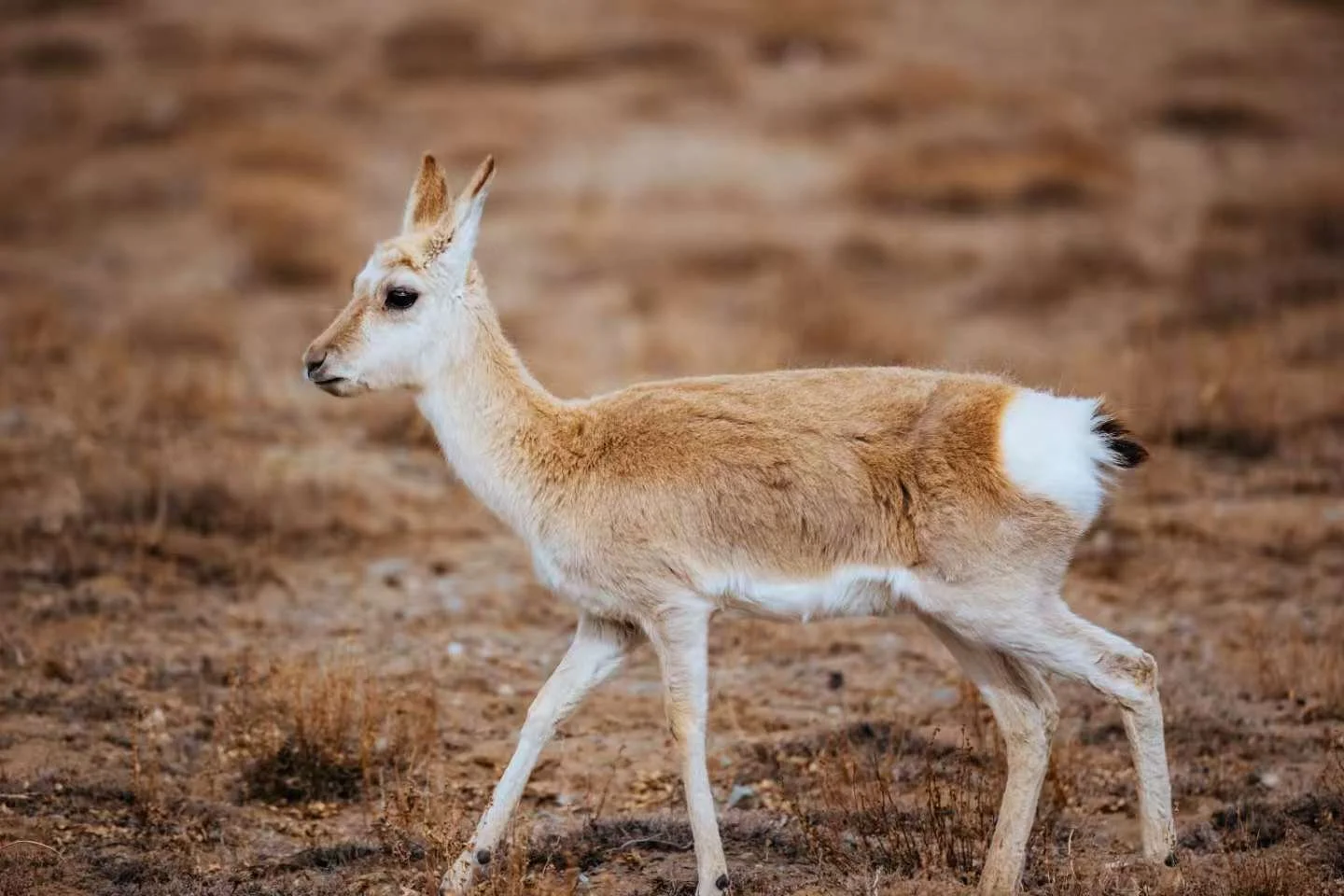 藏原羚Tibetan gazelle.jpeg