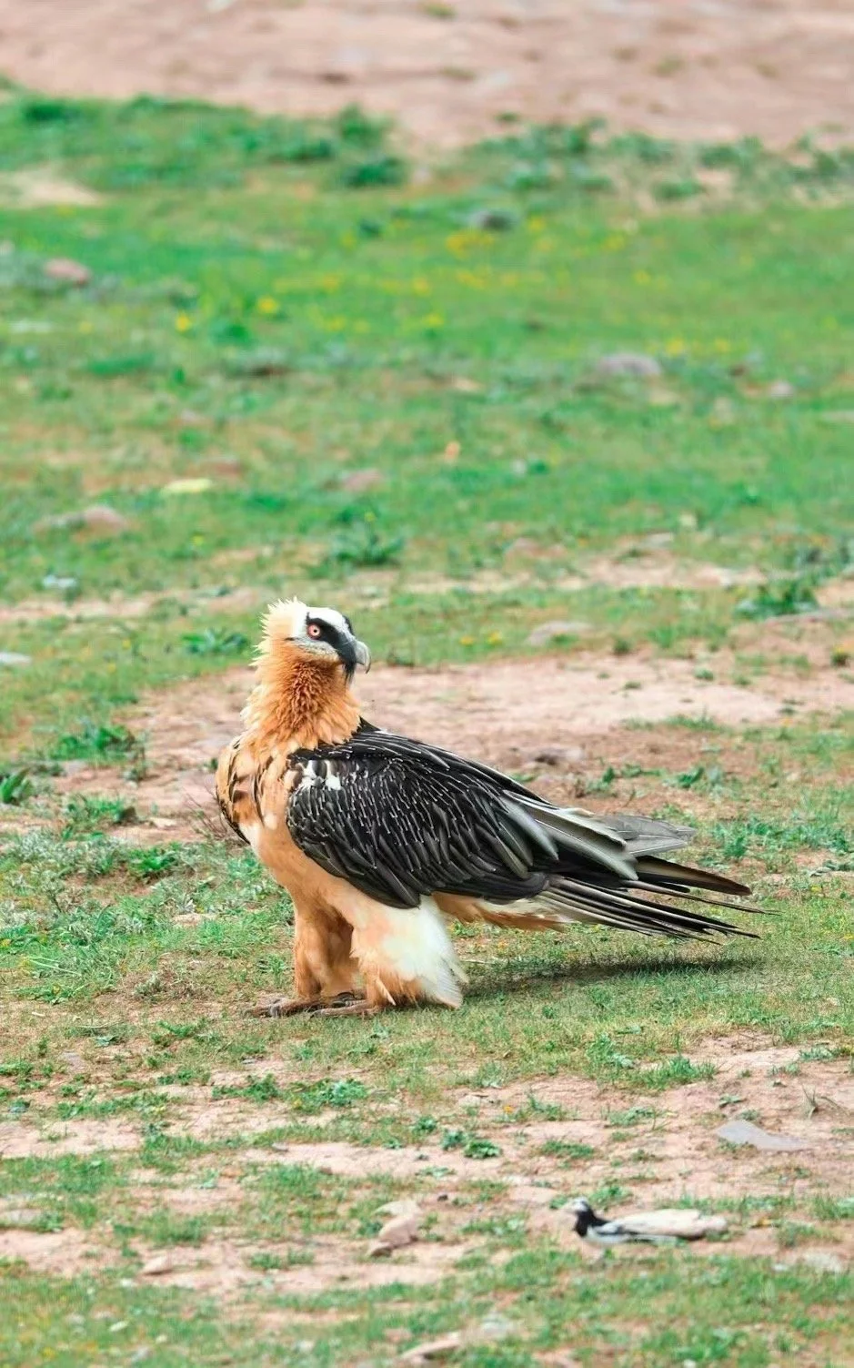 胡兀鹫Bearded vulture.jpeg