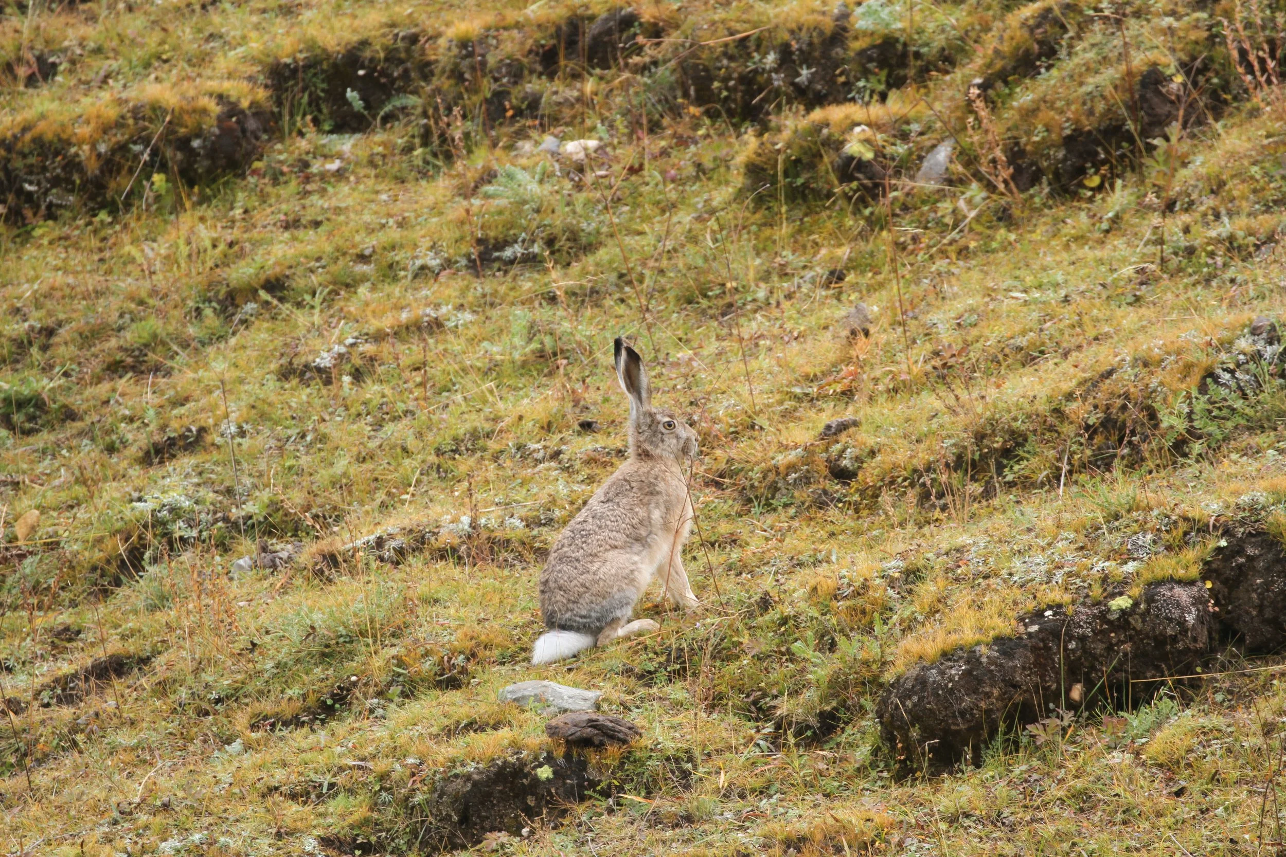 高原兔Woolly Hare.jpeg
