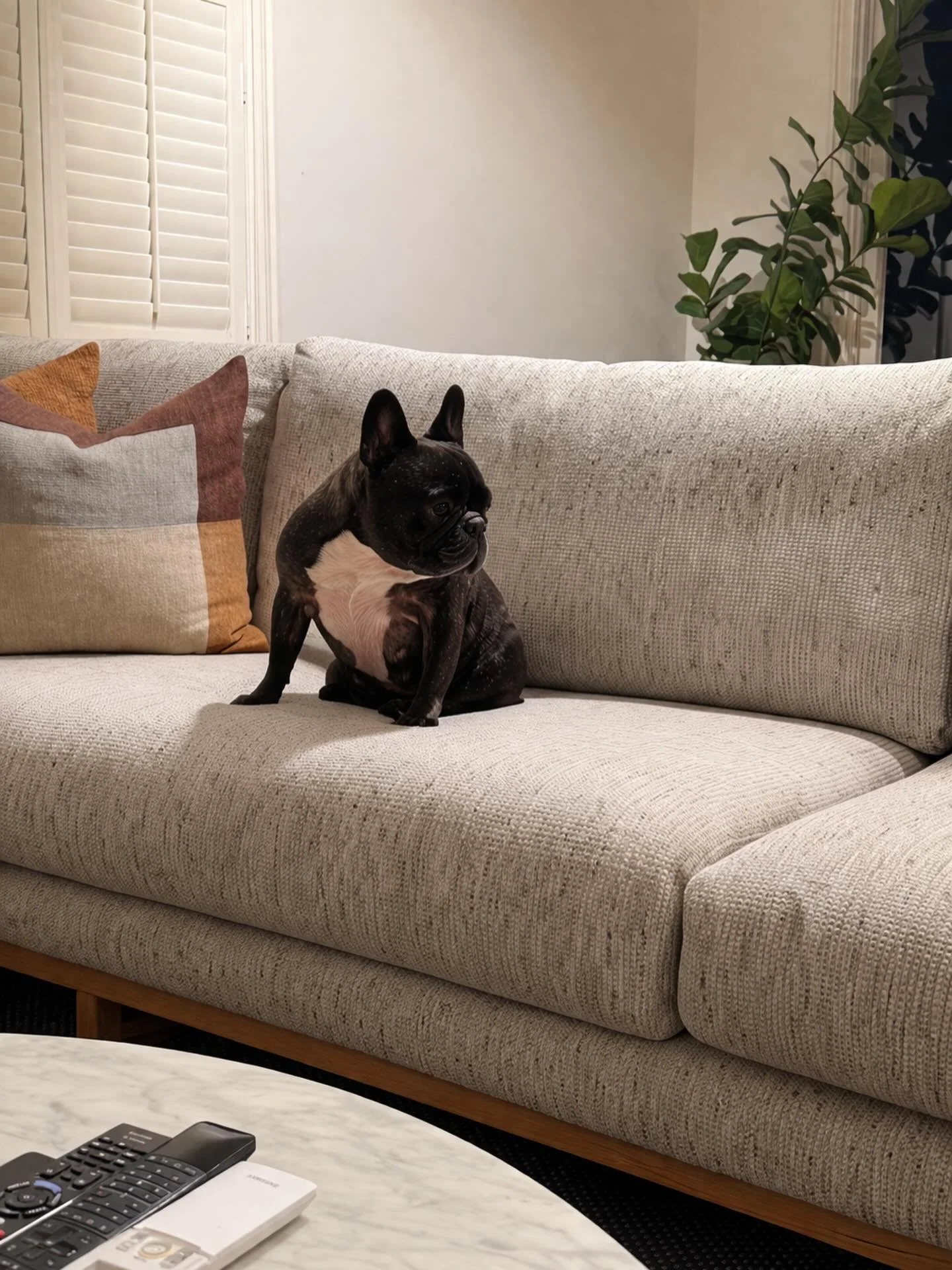 Cash the Frenchie, right at home and already claiming the Lewis sofa 🐾