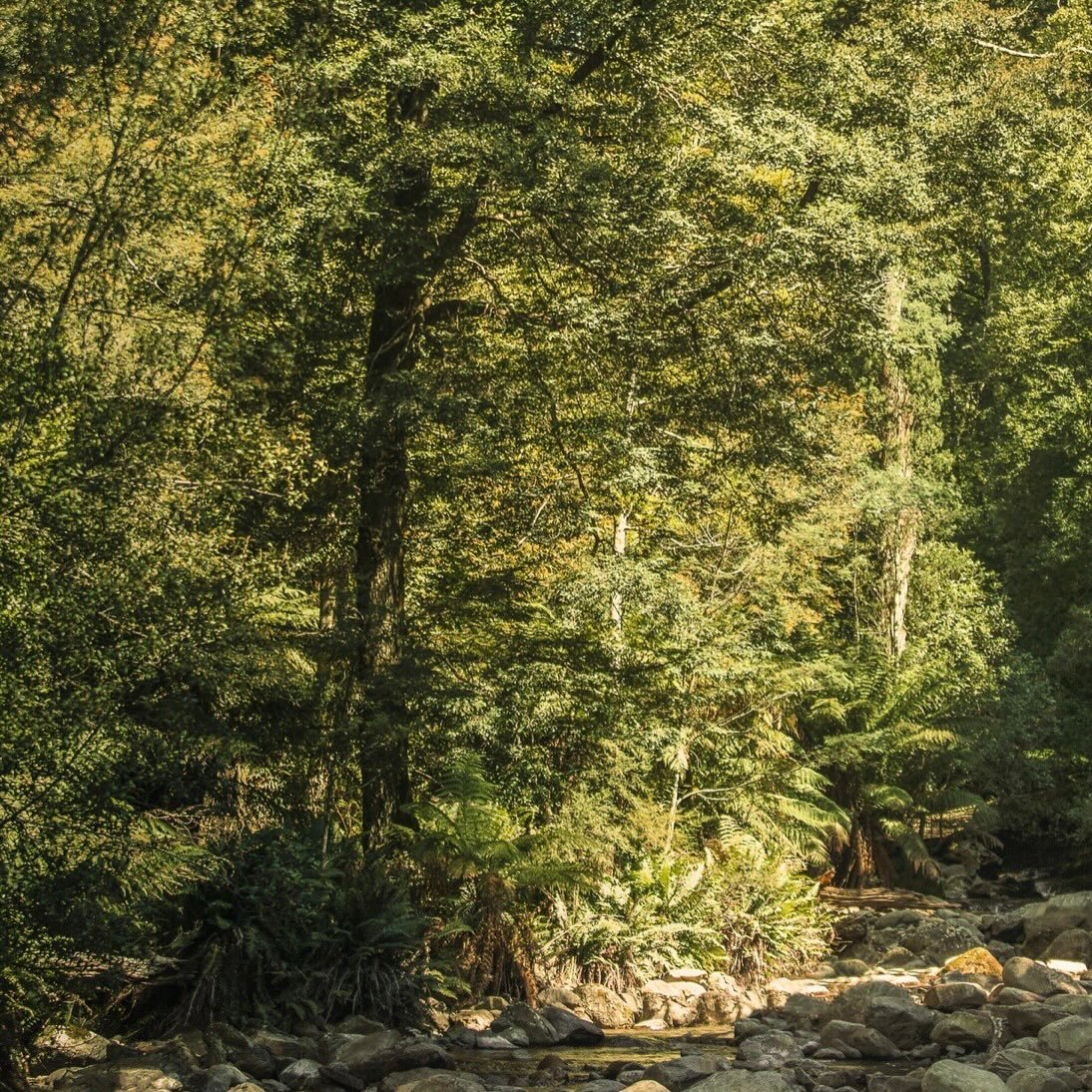 Inspired by the wild beauty of the Tarkine rainforest in Tasmania - rich mossy undergrowth, misty foliage and towering green Myrtle trees.

Terrain Throw Tarkine Forest by Waverley Mills, Tasmania