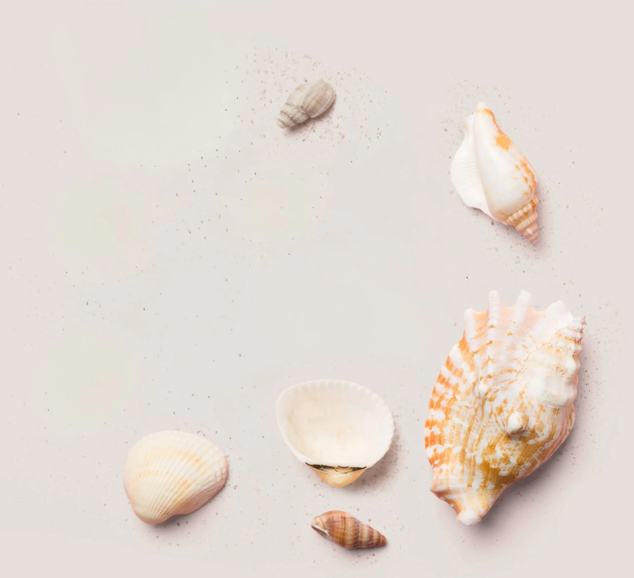 background image of some shells