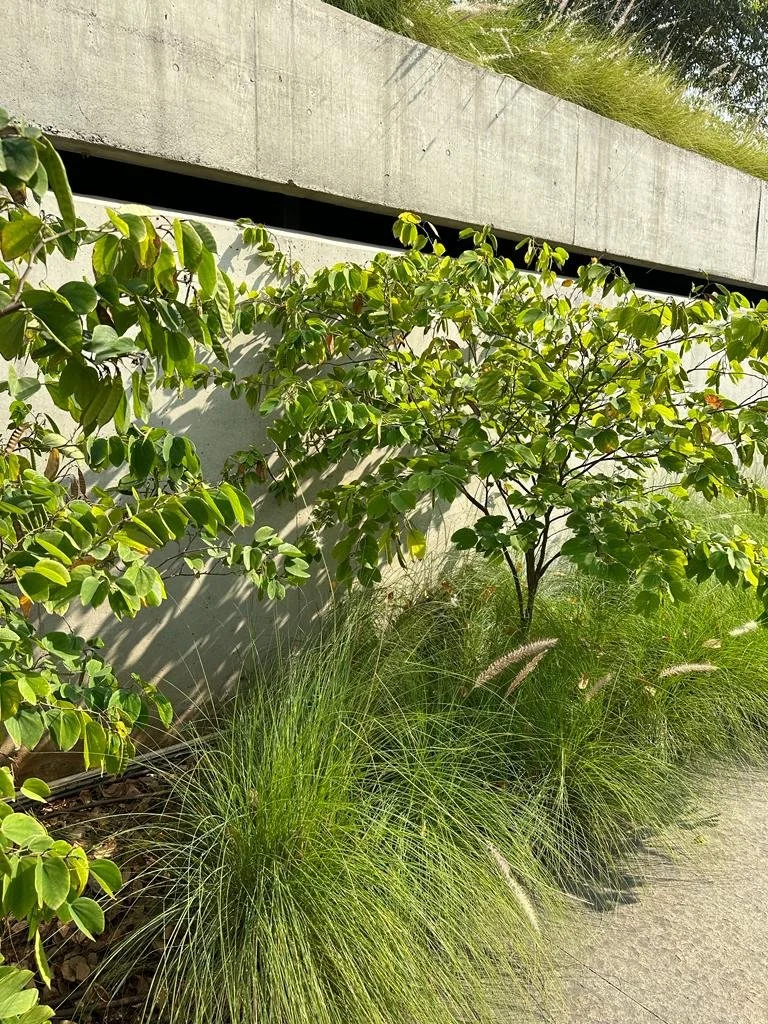 WhatsApp Image 2023-12-15 at 11.15.18 AM.jpeg