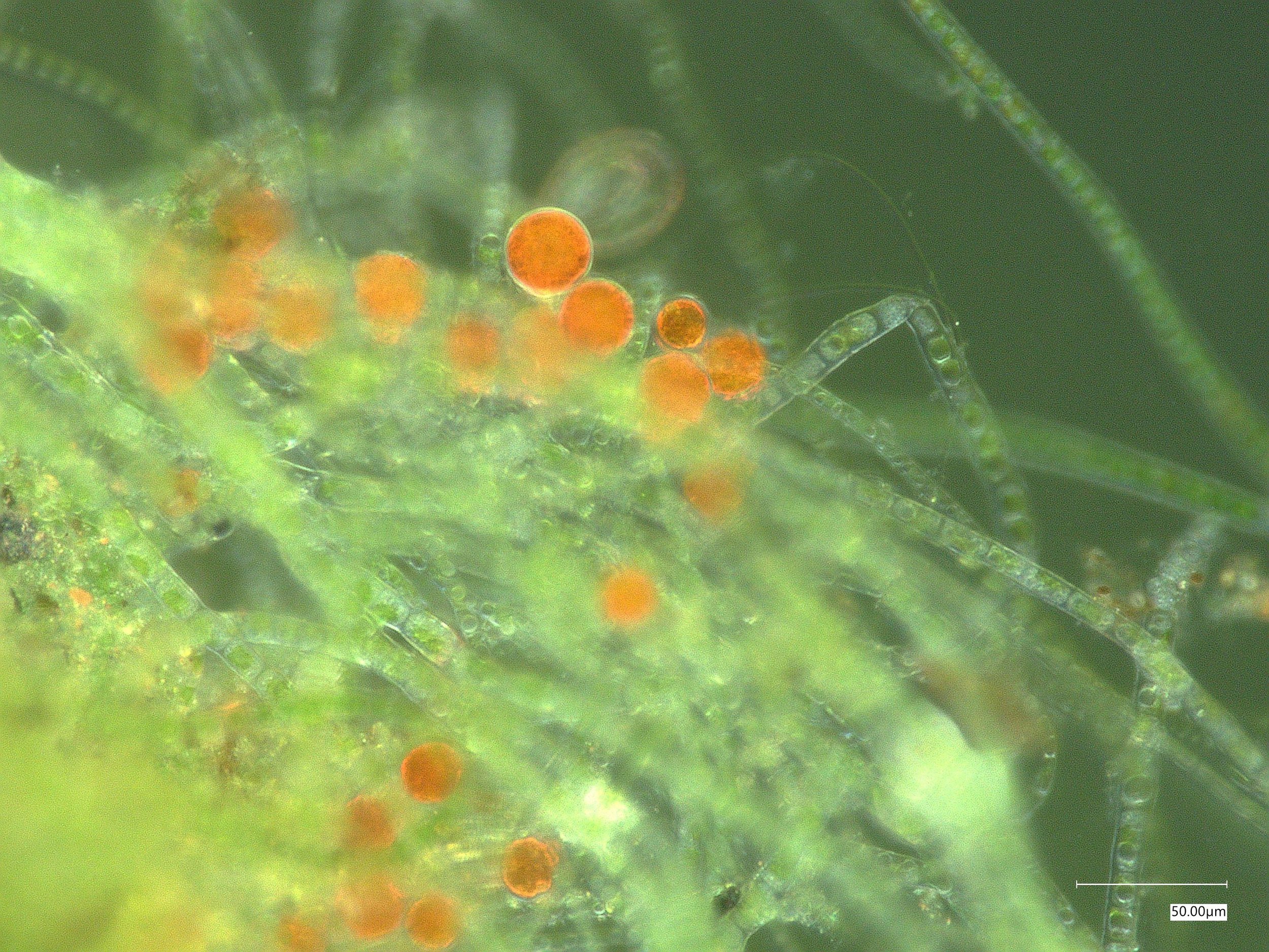 Drop of rainwater under the microscope - microalgae, GROW LAB CSM 2024