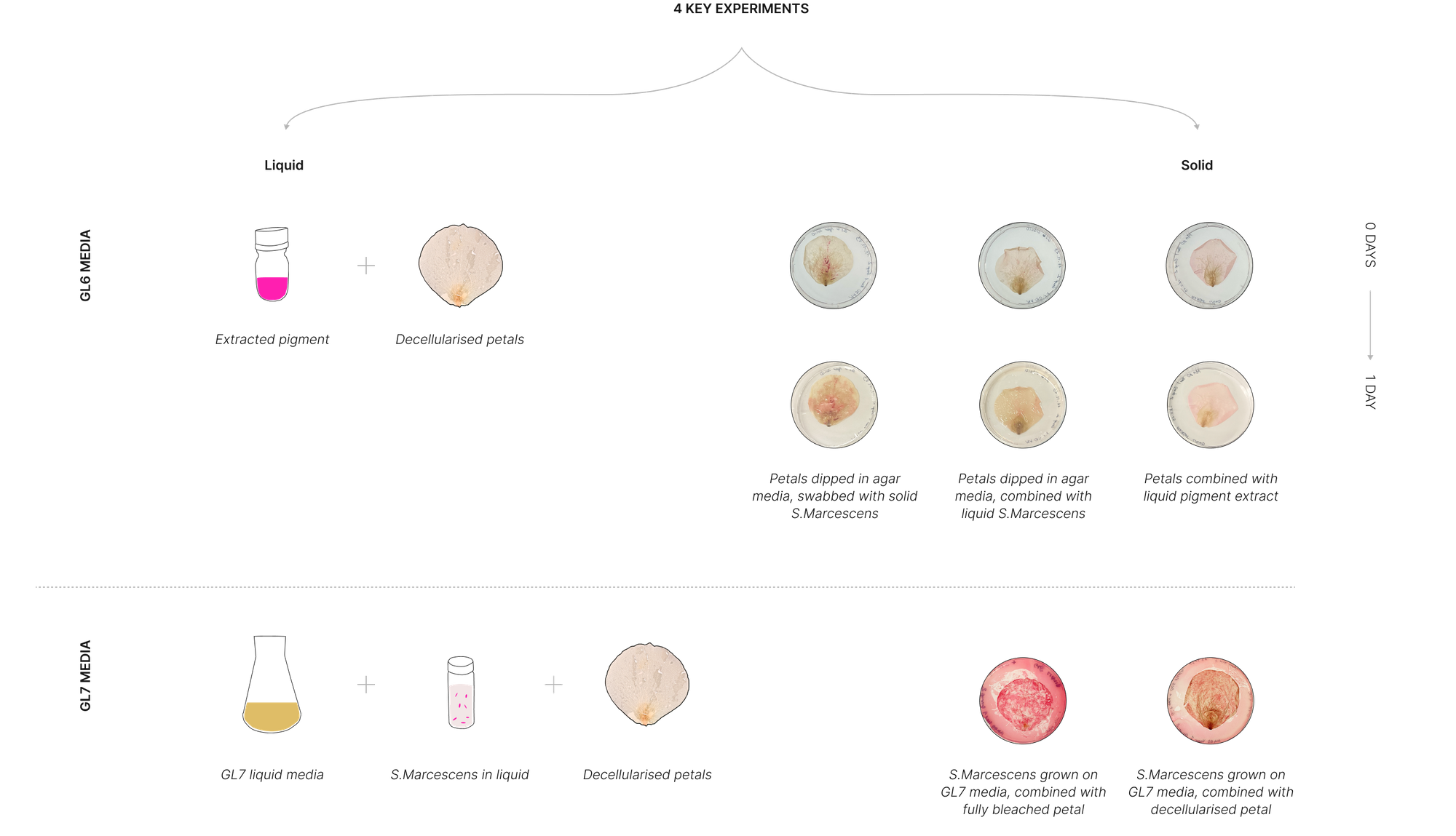 BacteriaProcessDiagram-2.png