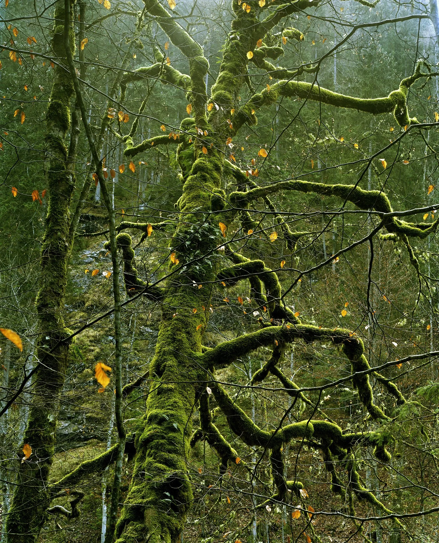 Wald8 Kopie.jpg