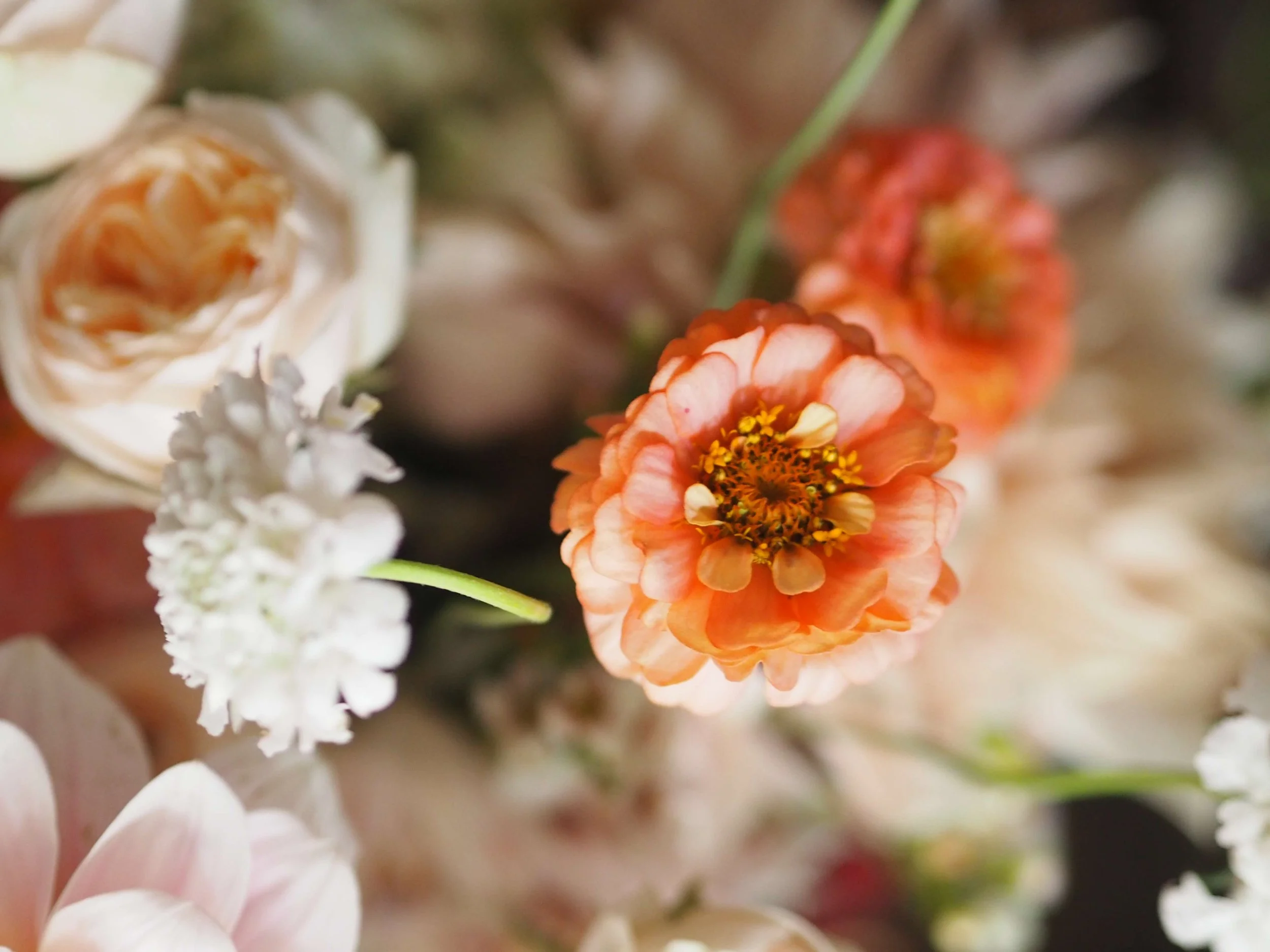 Fleurs colorées en gros plan, comprenant des roses crème, des marguerites blanches et des fleurs orange avec des pétales roses.