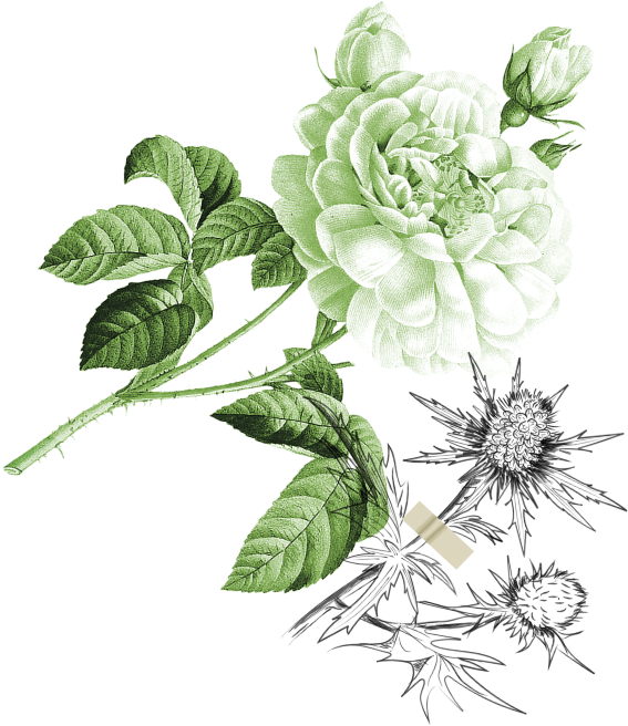 Une fleur de pivoine blanche accompagnée de feuilles vertes.