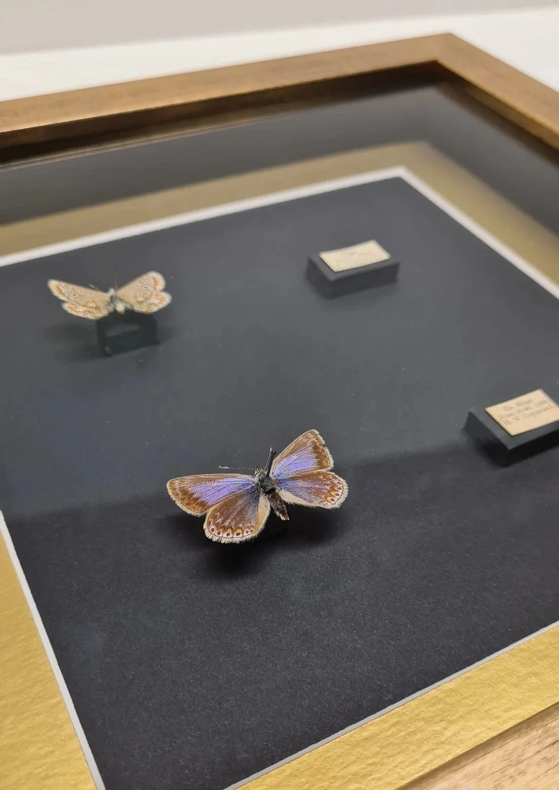 Two mounted butterfly specimens displayed in a deep oak shadow box frame with a dark background, framed by Image Framers, Sligo