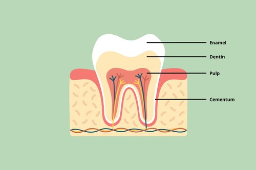 What is tooth pulp and its importance in dental health?
