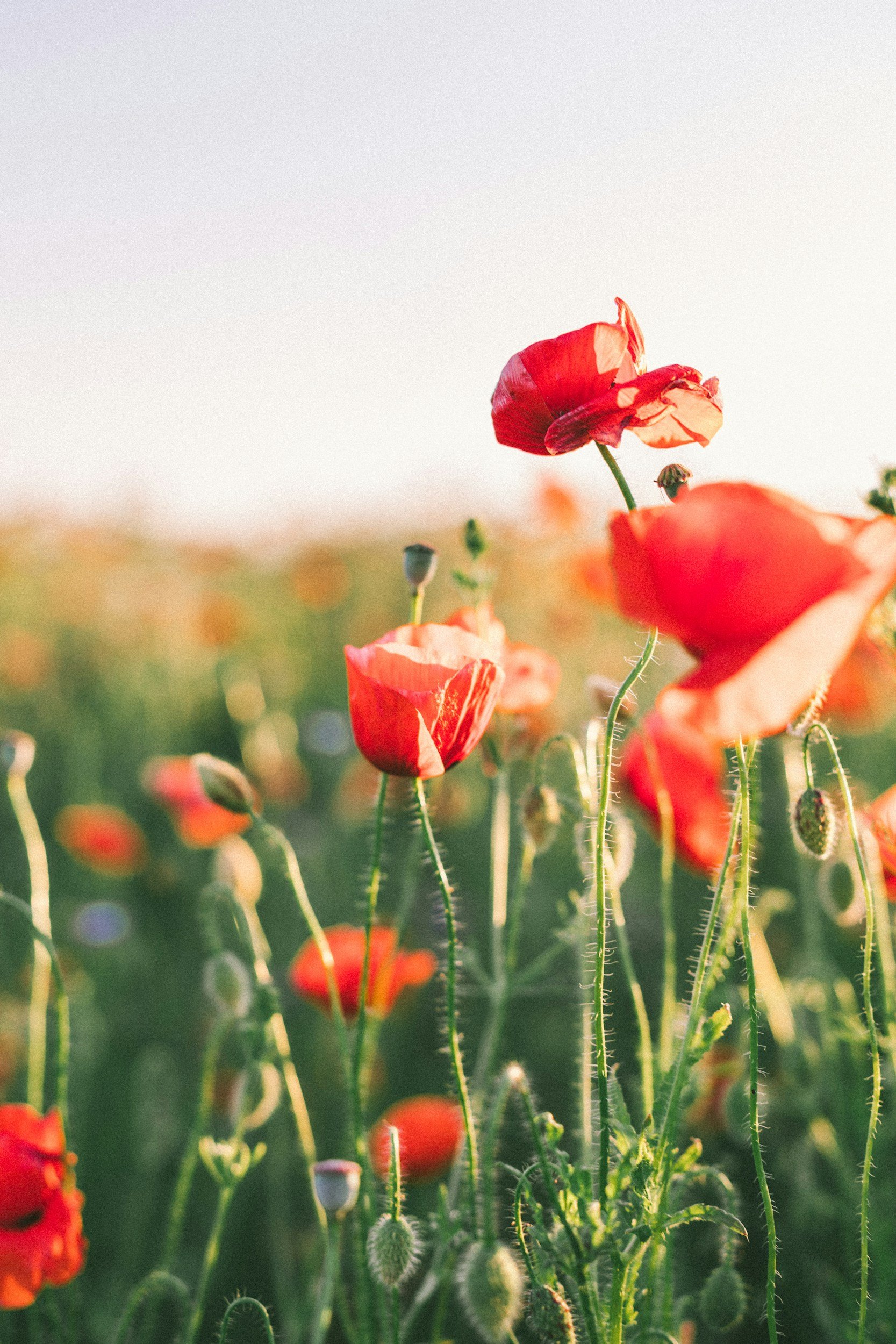 Nature is Medicine