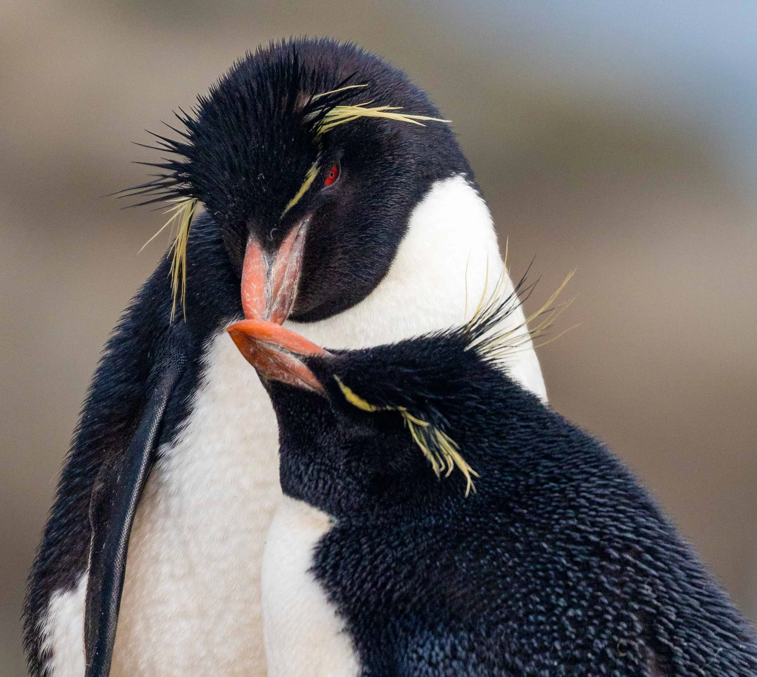 Penguins -  Rock Hoppers of Falkland Islands