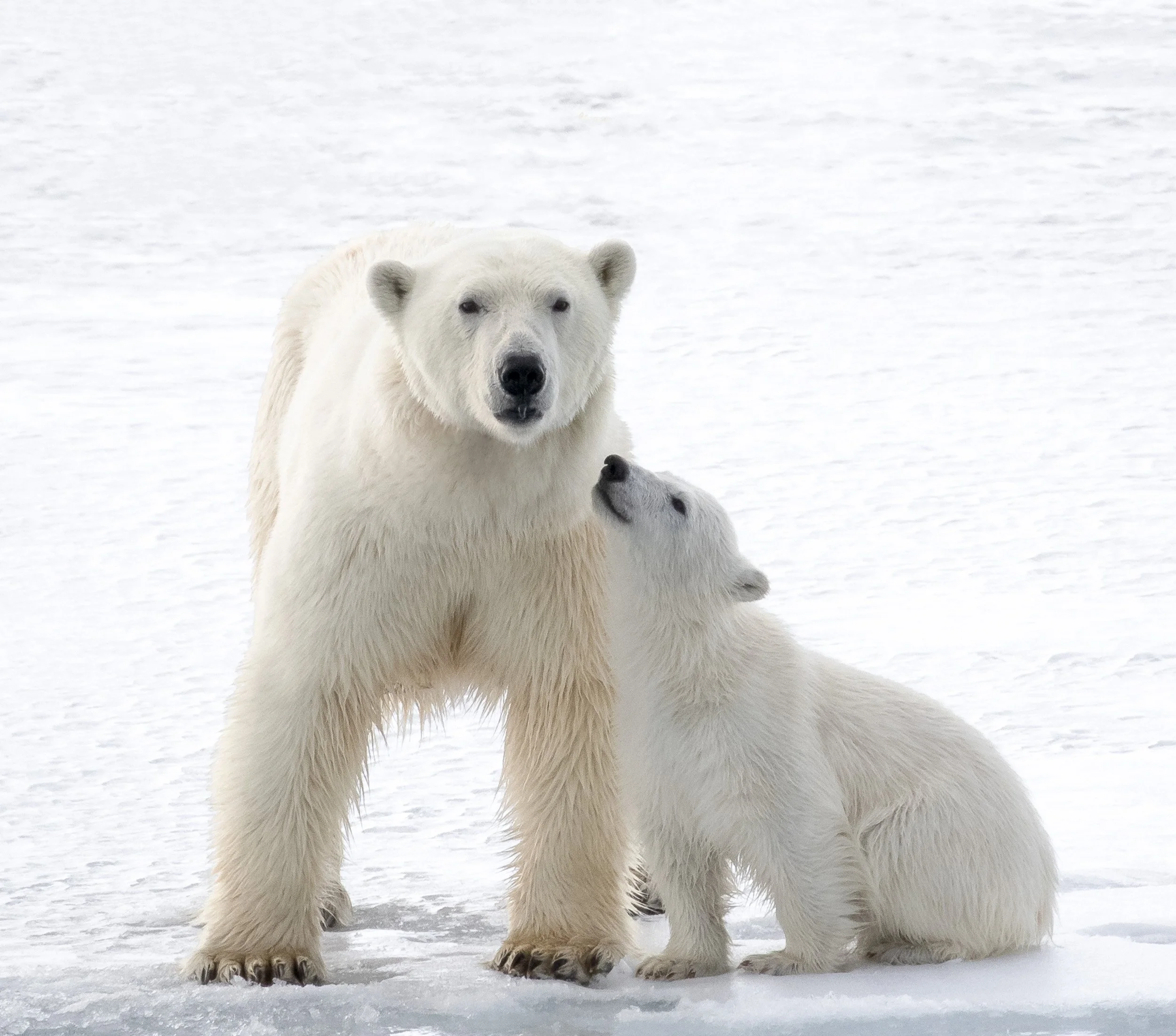 Tenderness on Ice · Polar Bear and Cub | Shortlisted · Wildlife Photographer of the Year · Natural History Museum · 2021 | 1st Place · Pulse Px Awards · Bears · Category A · 2025 · 152 entries | 1st Place · Pulse Px Awards · Only Bears · Category A ·