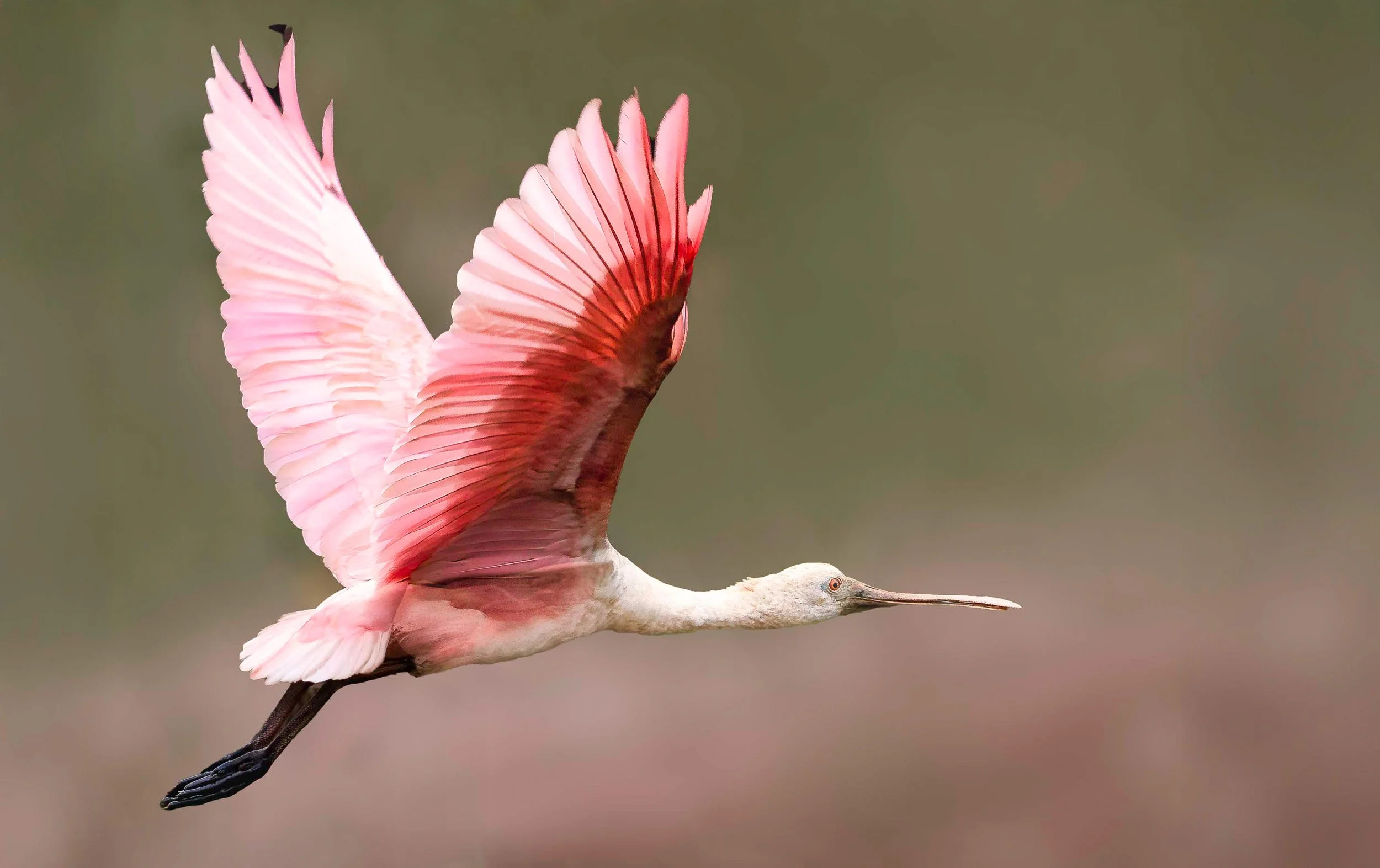 Pink in Flight · Roseate Spoonbill · Brazil | 1st Place · Pulse Px Awards · Motion Action 1 · Category A · 2025 · 376 entries