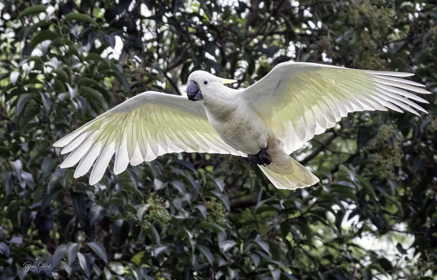 best cockatoo spread wings (1 of 1)-Edit-Edit.jpg