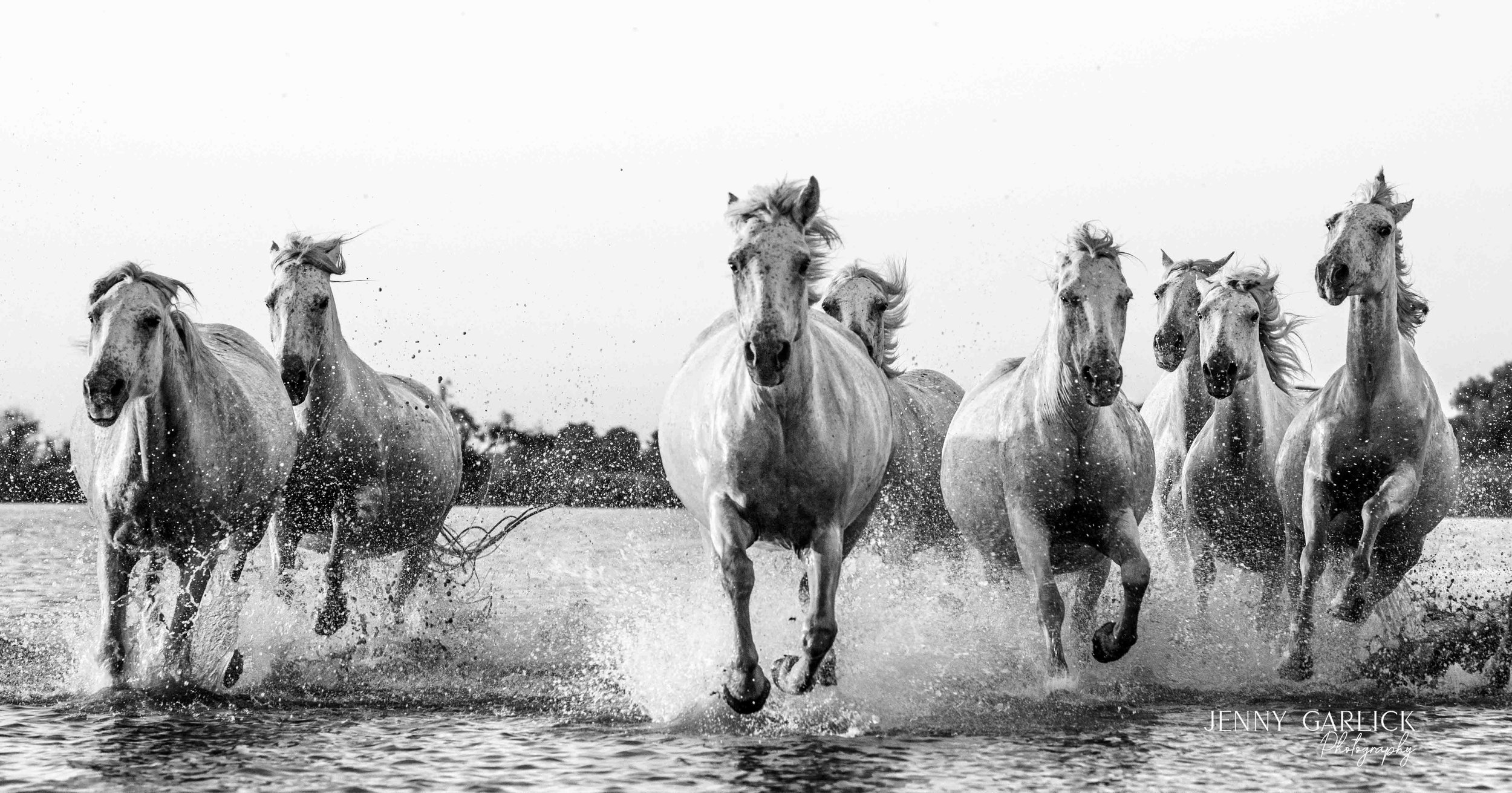 Thunder Through the Camargue · White Horses · France | 2nd Place · Pulse Px Awards · Motion Mastery · Category A · 132 entries | 1st Place · Pulse Px Awards · Motion Actions · Category A · 276 entries