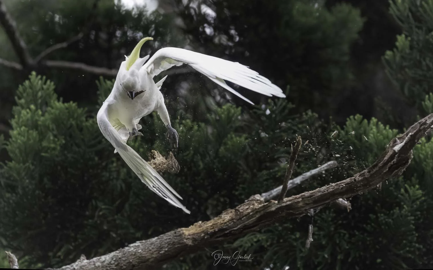 Cockatoos best--24-Edit.jpg