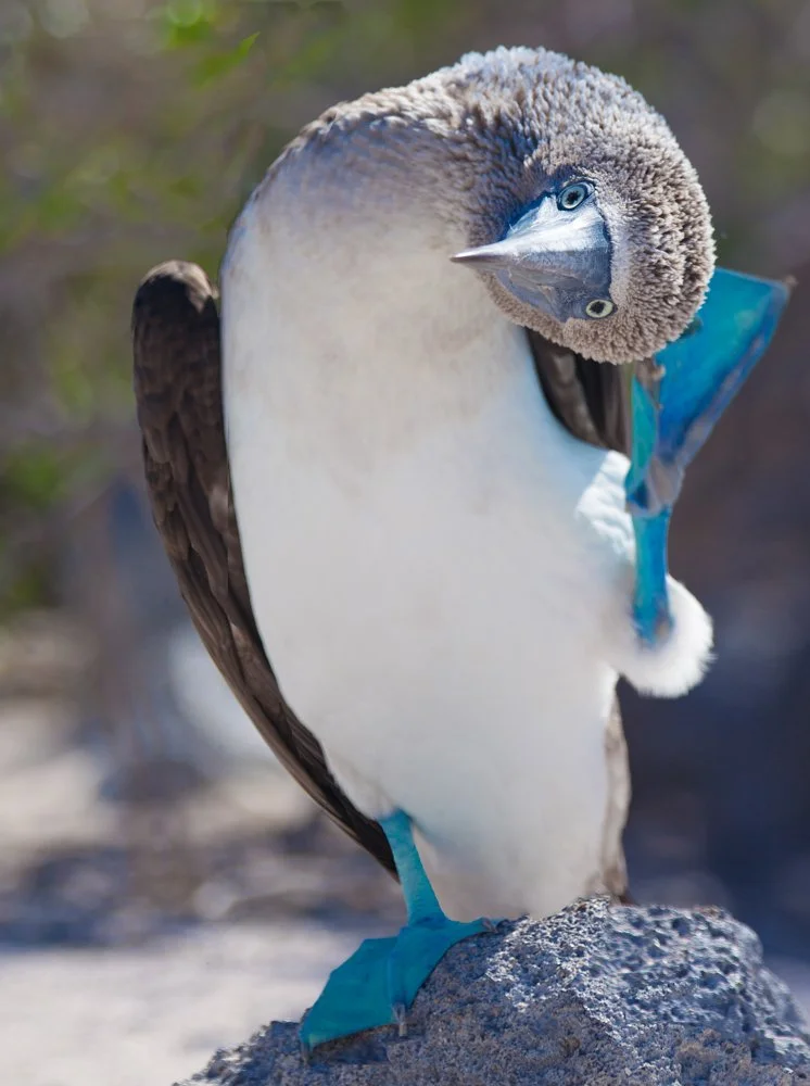 A unique bird with the body of a penguin and the head of a blue-footed booby, standing on a rock outdoors.