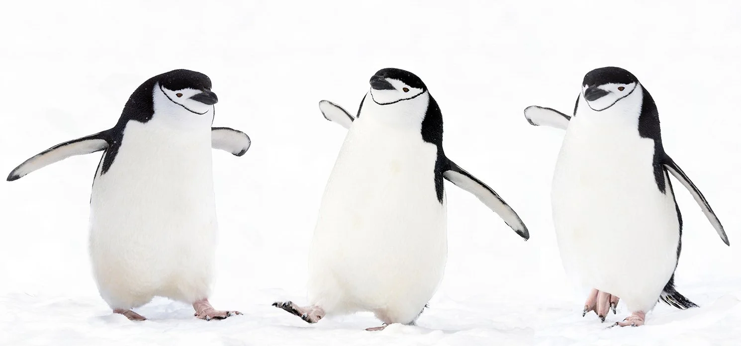 penguins-penguins front page trio.jpg