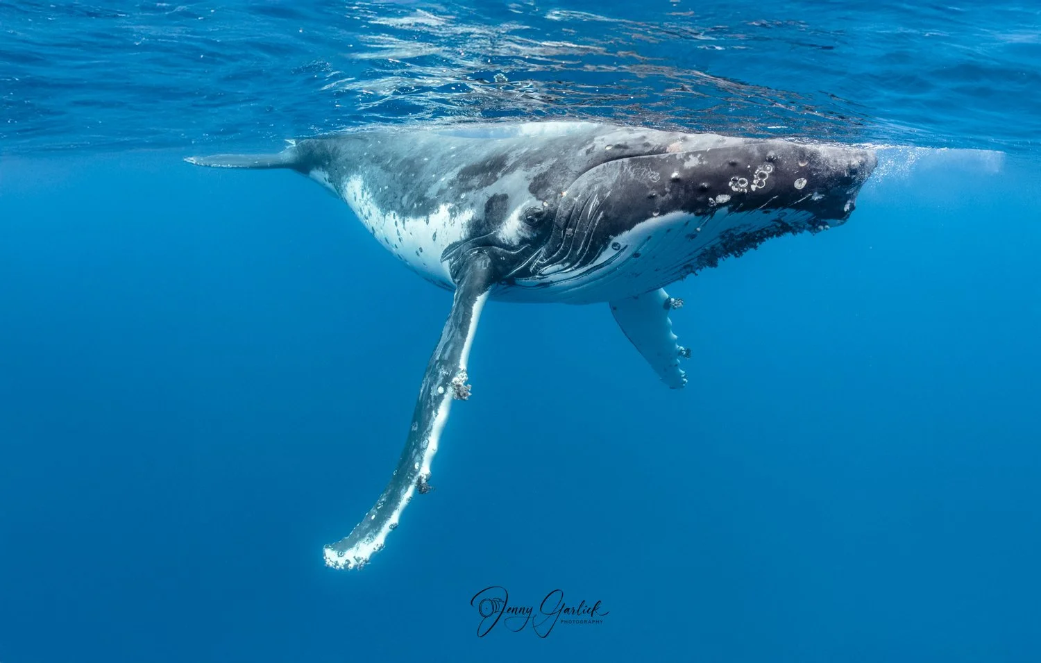 Sergio wale to print 3-Edit.jpg