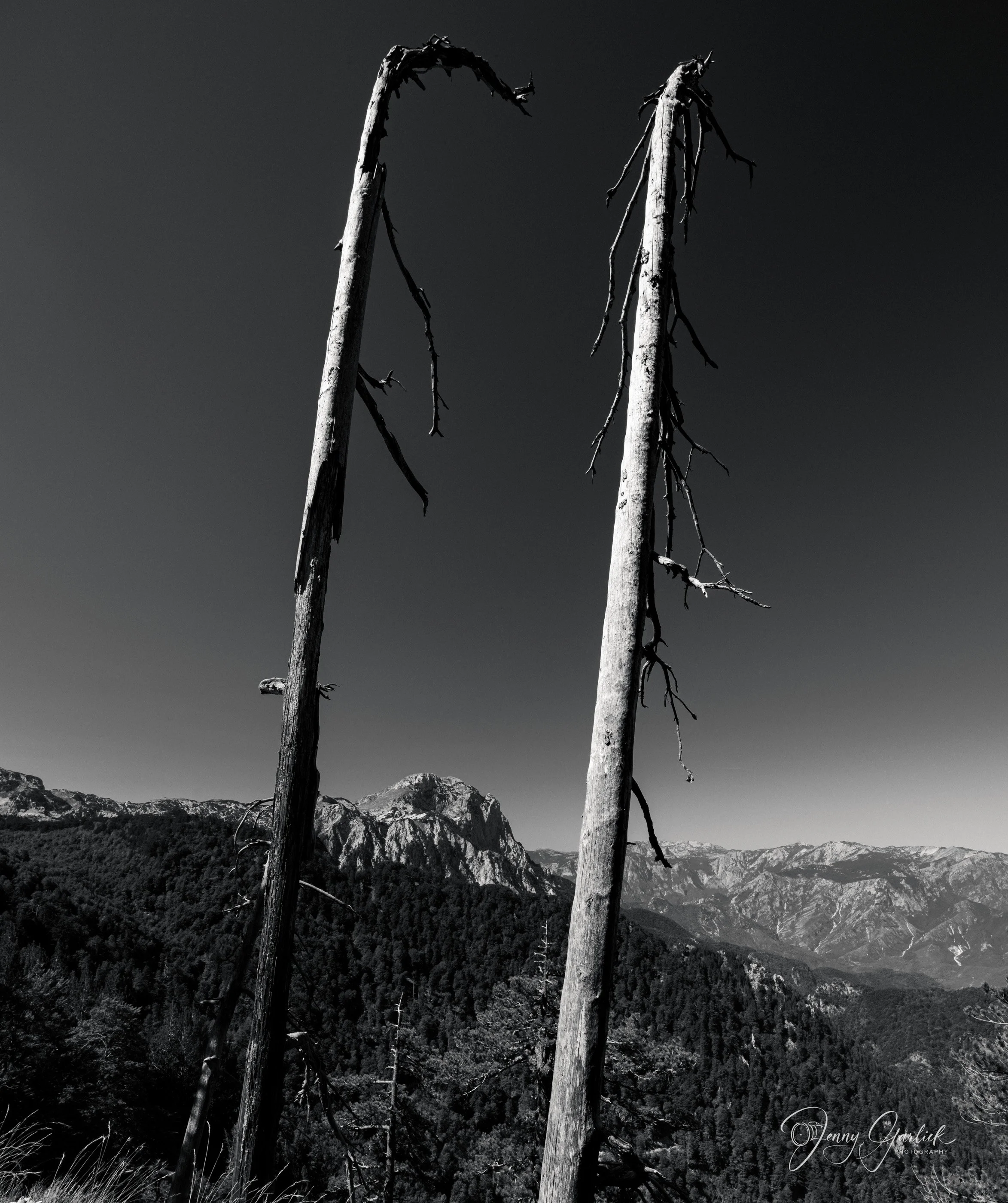 The Sentinel Trees —              Minimalism in Romania