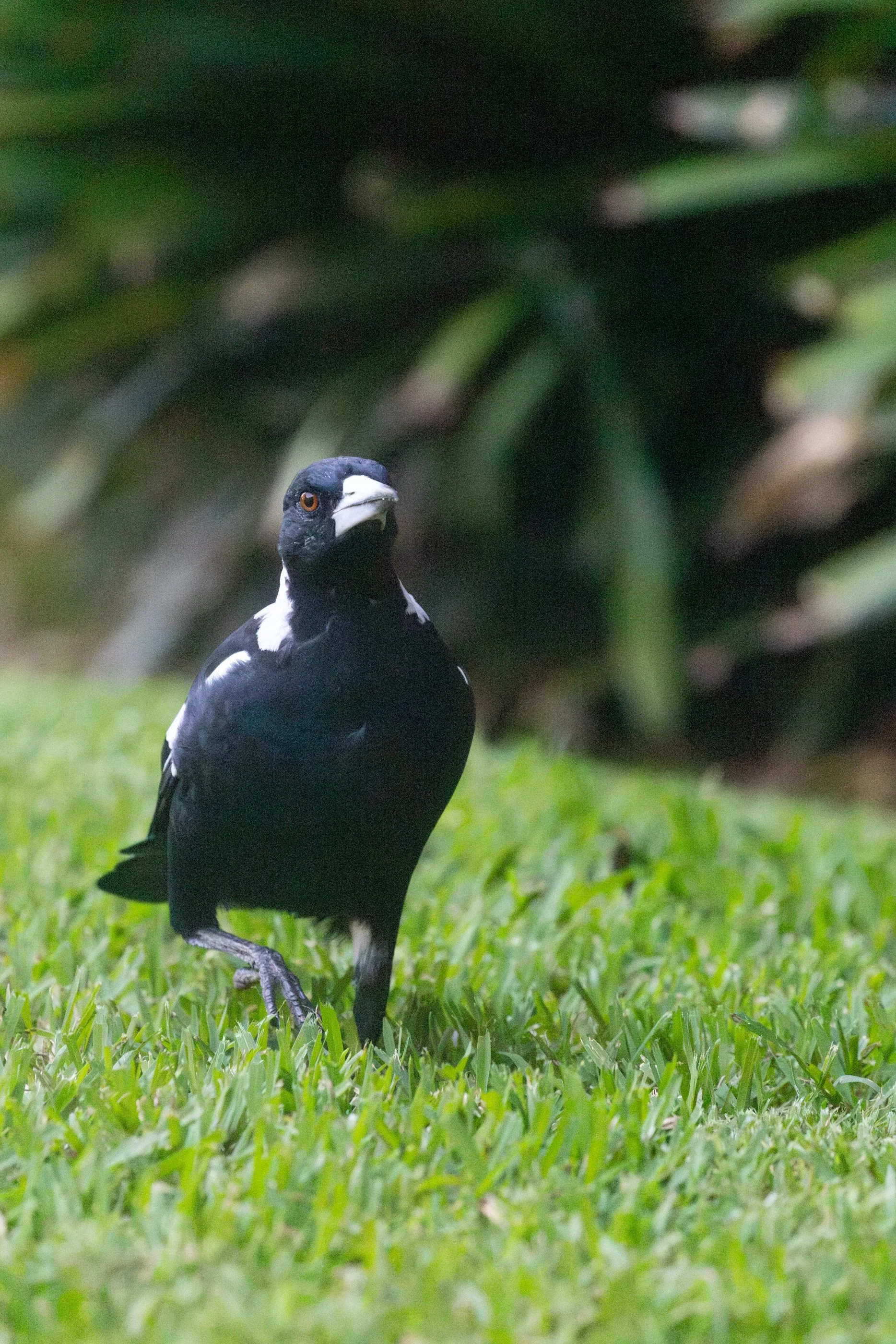 Magpie Trio-2601.jpg