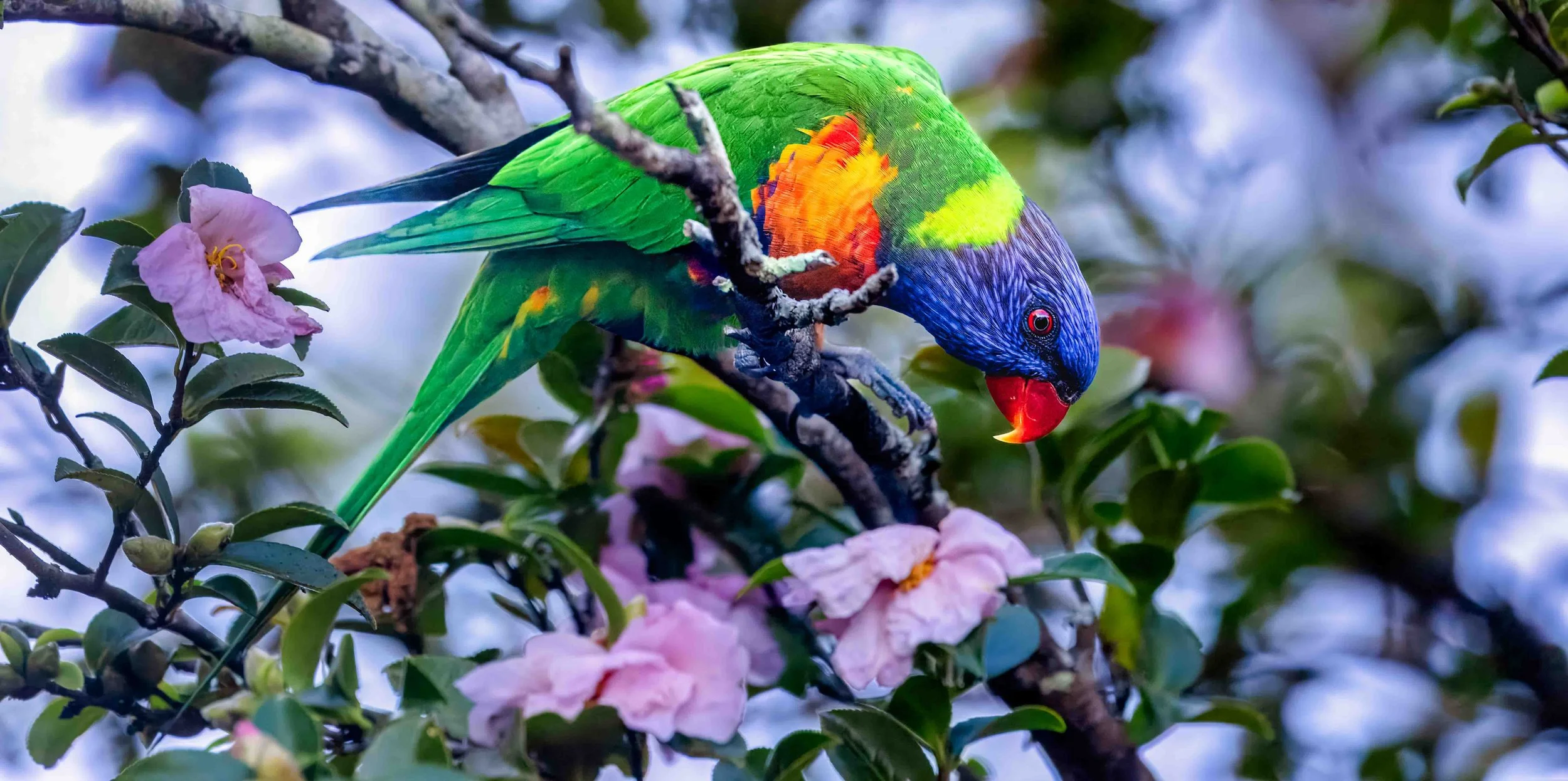 Rainbow Lorikeet Arched Back Jenny Garlick (1 of 1).jpg