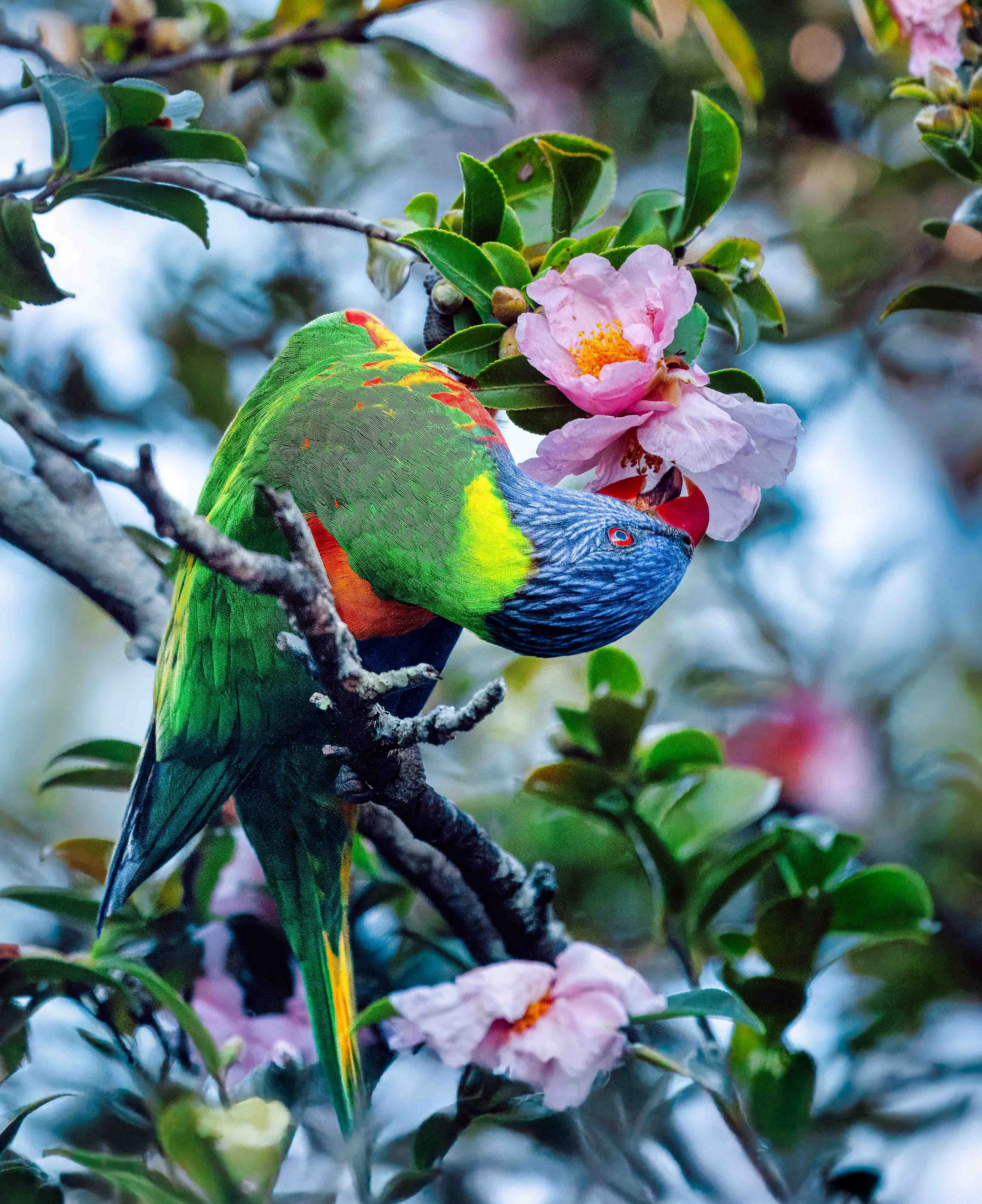 Rainbow Lorikeet Eating Gymnastics Jenny Garlick (1 of 1).jpg