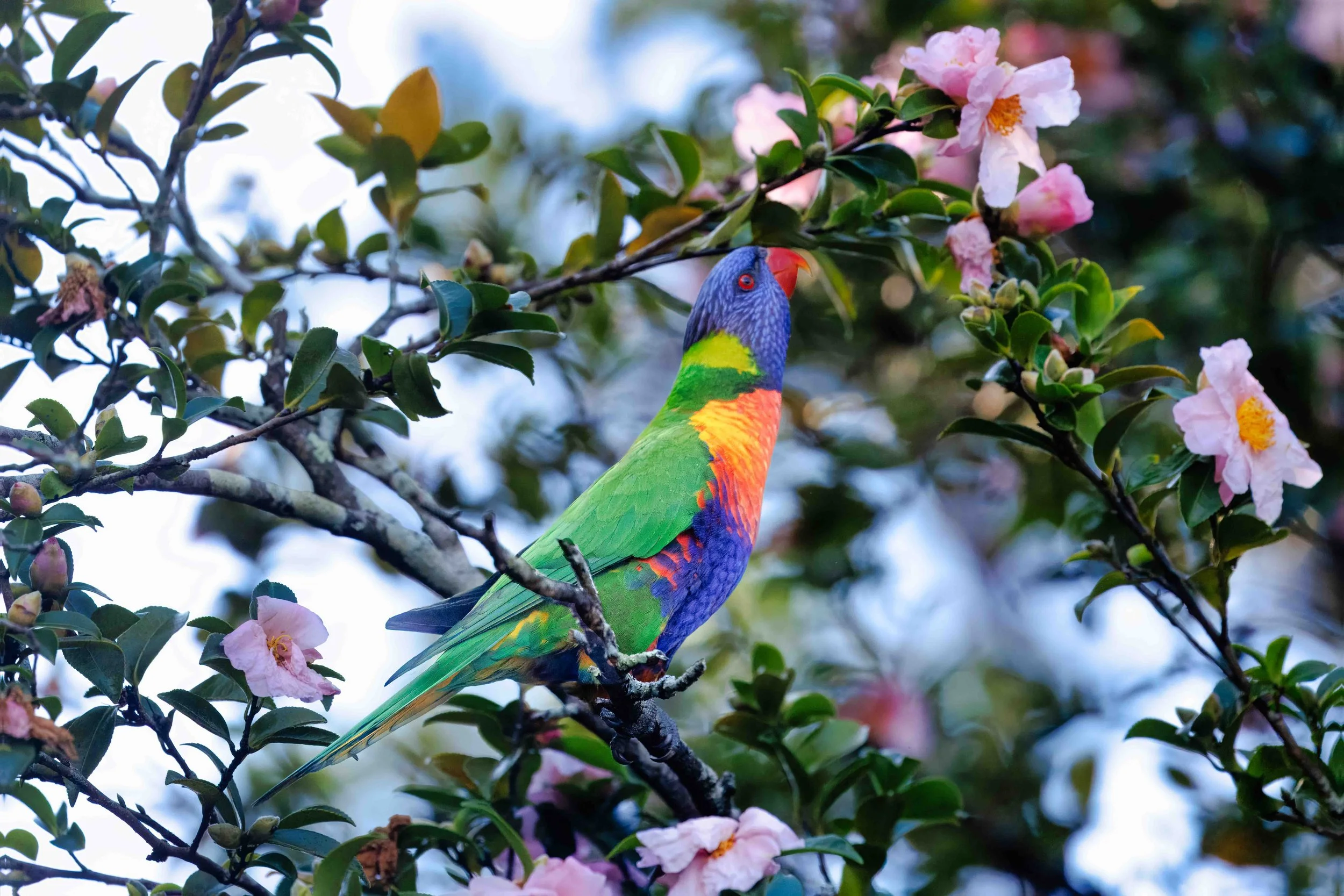 Rainbow Lorikeet Stretching Up Jenny Garlick (1 of 1).jpg