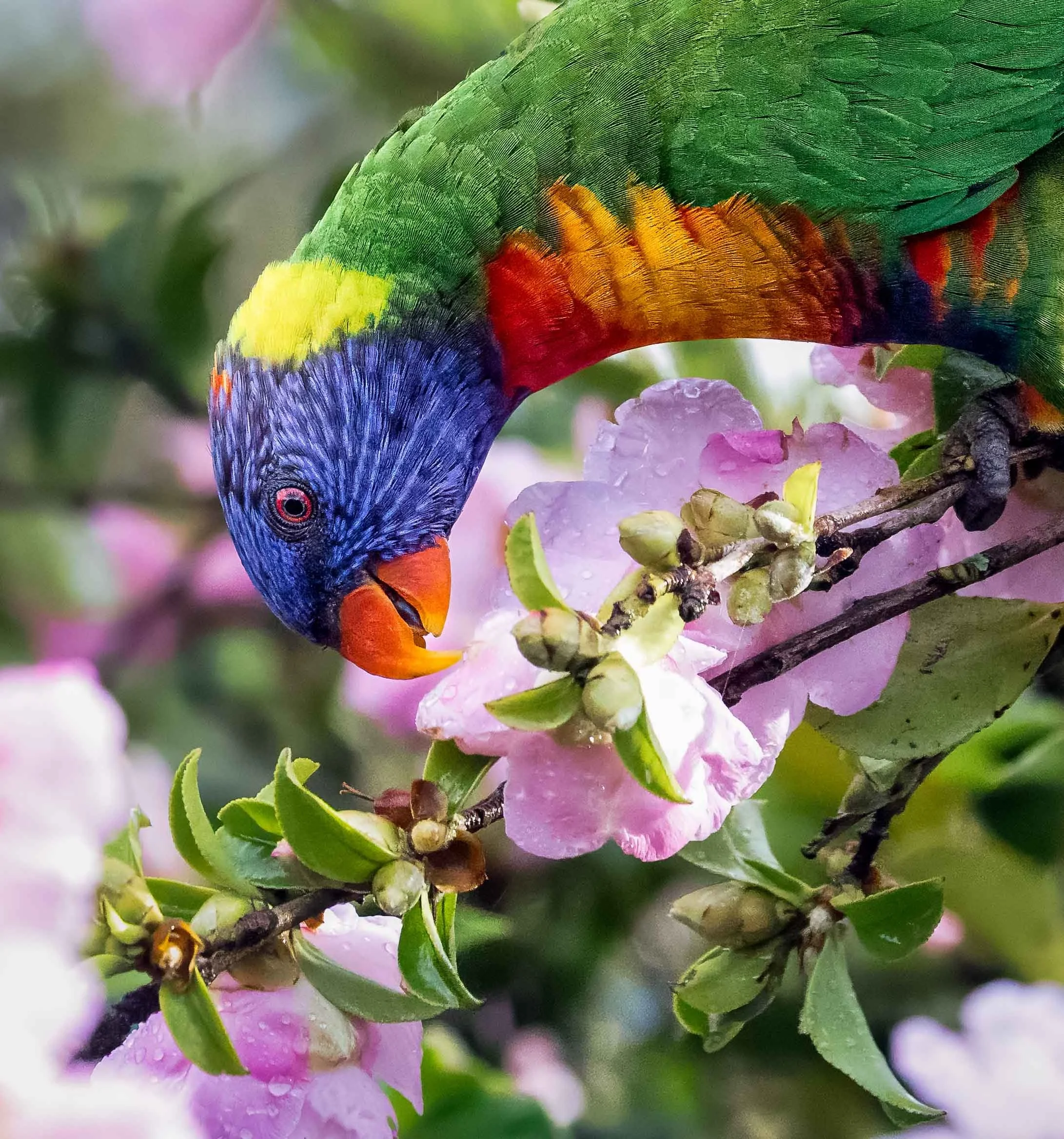 Before The Backyard Falls Silent-                                                             Rainbow Lorikeet Portfolio
