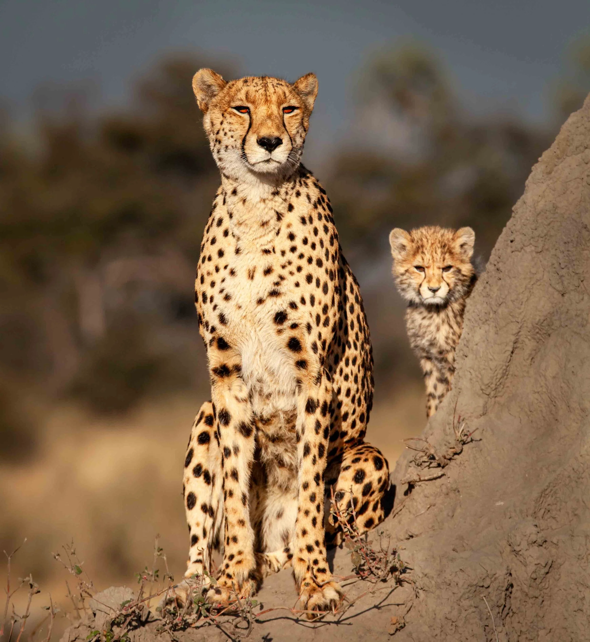 Best mother and cheetah on mound.jpg
