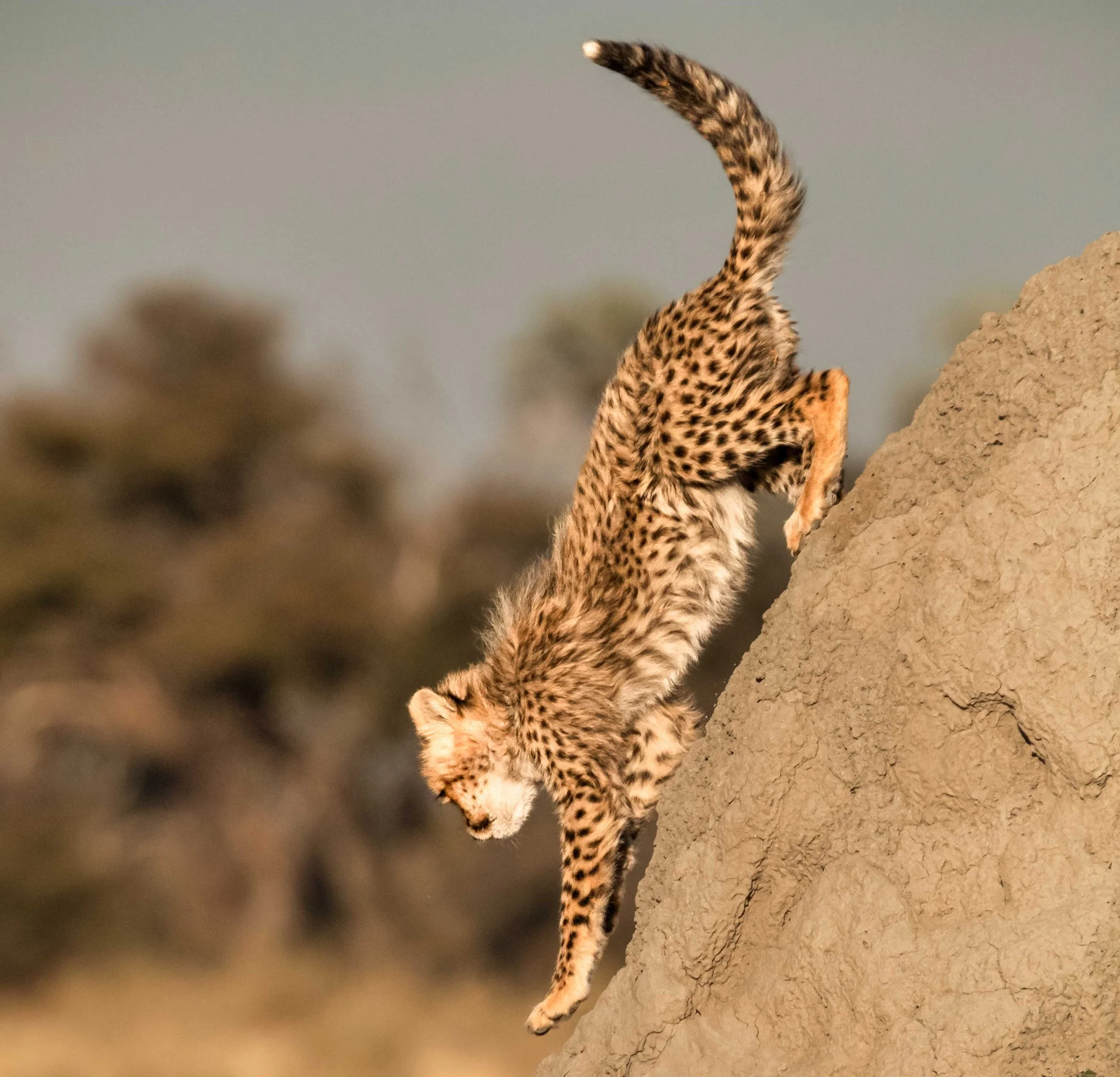 best cheetah down slope.jpg