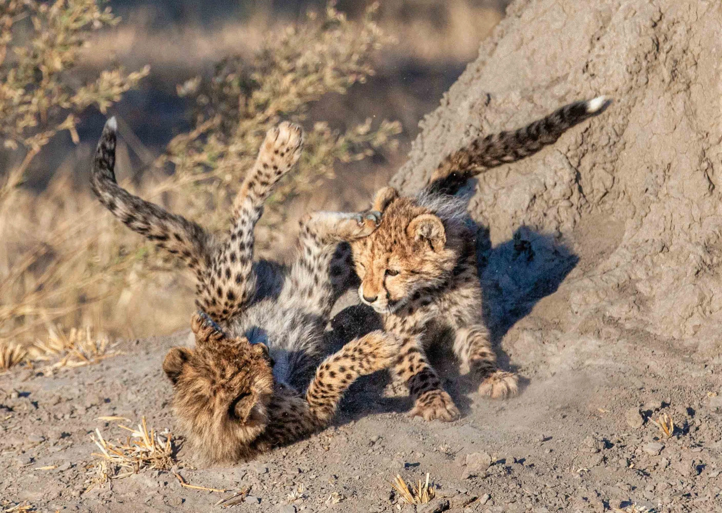 cubs rumbling.jpg