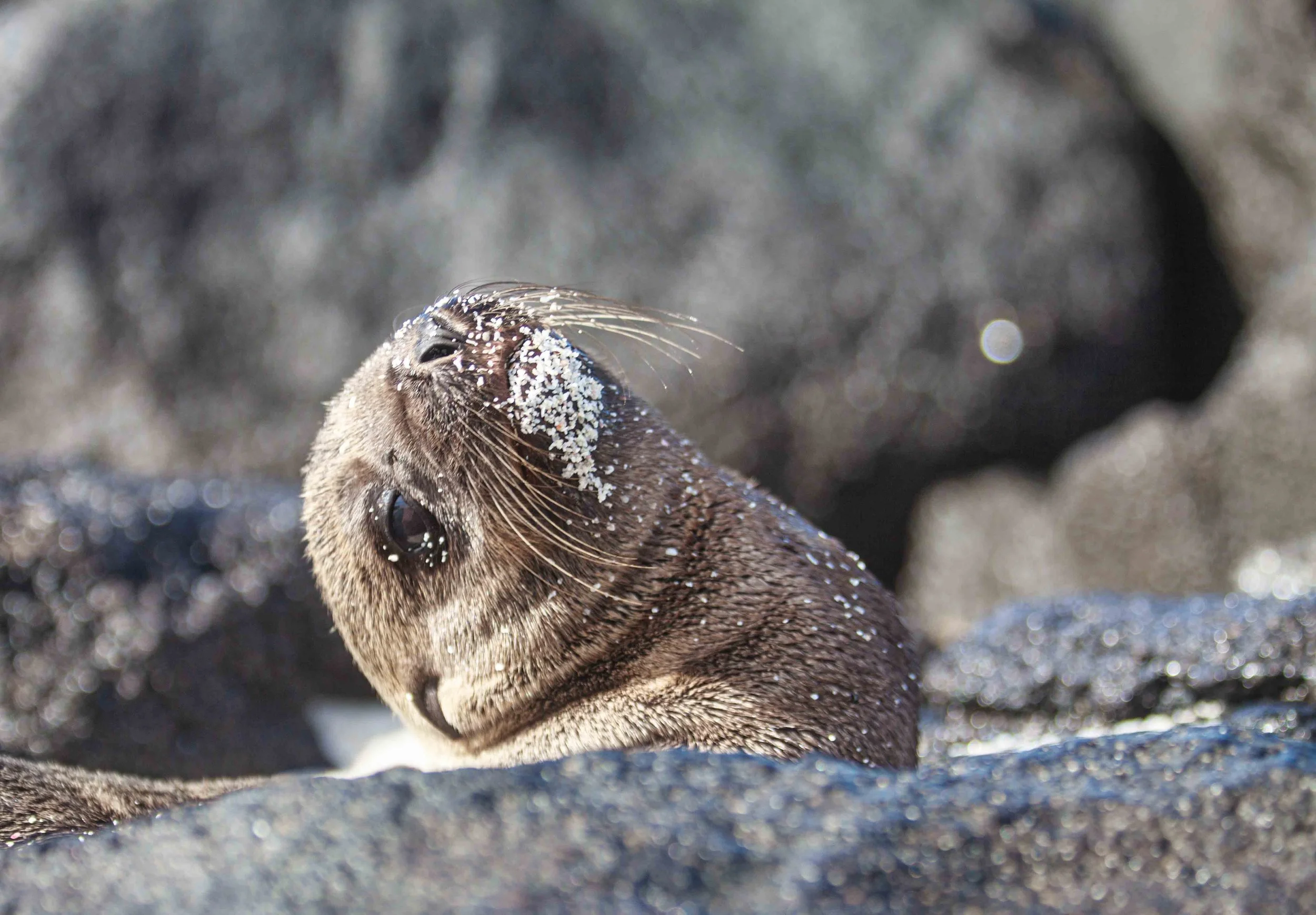 Proof That Conservation Can Work-                    Sea Lion Portfolio