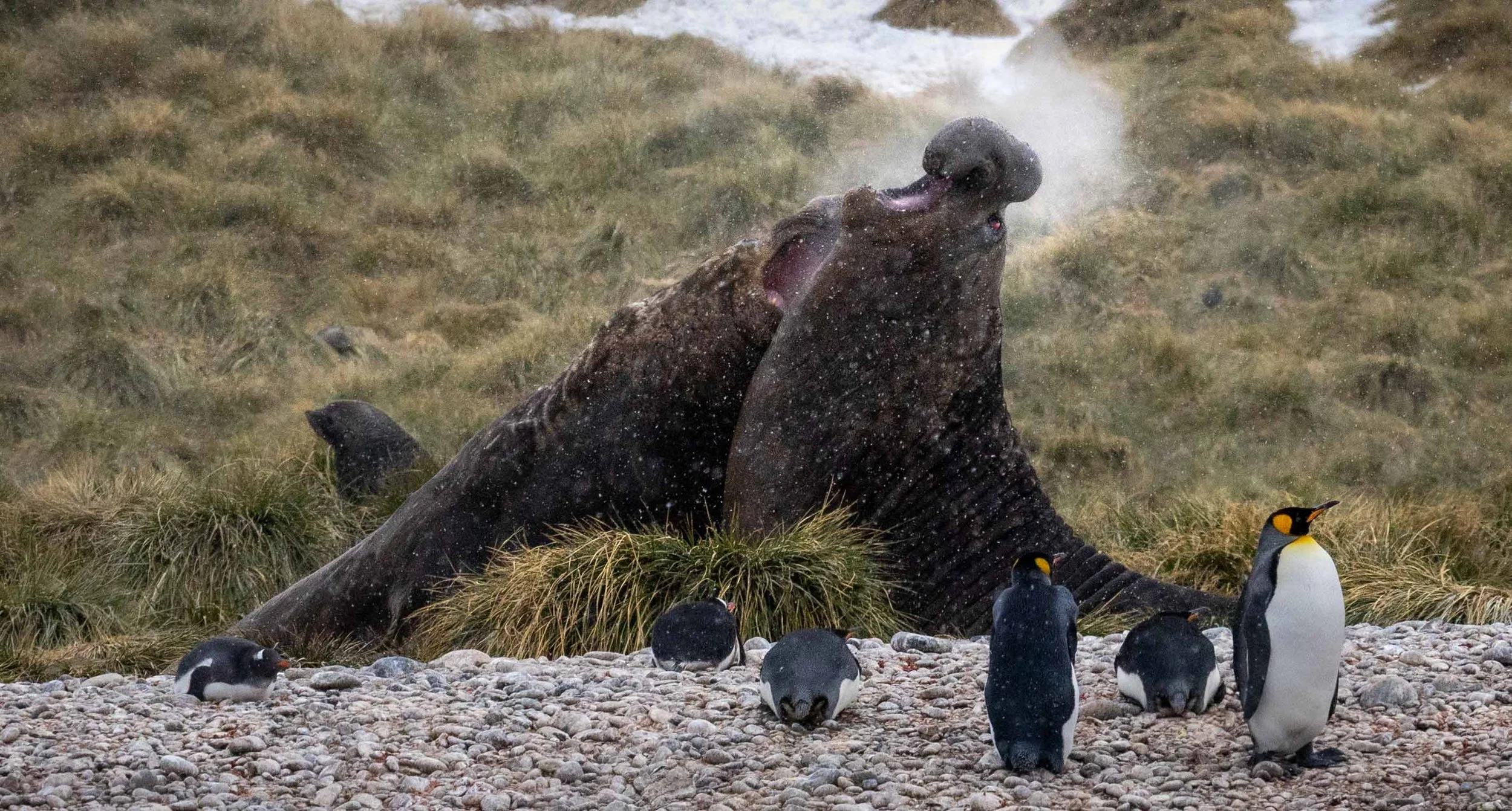 Best portfolio 3 elephant seals (1 of 1)-2.jpg
