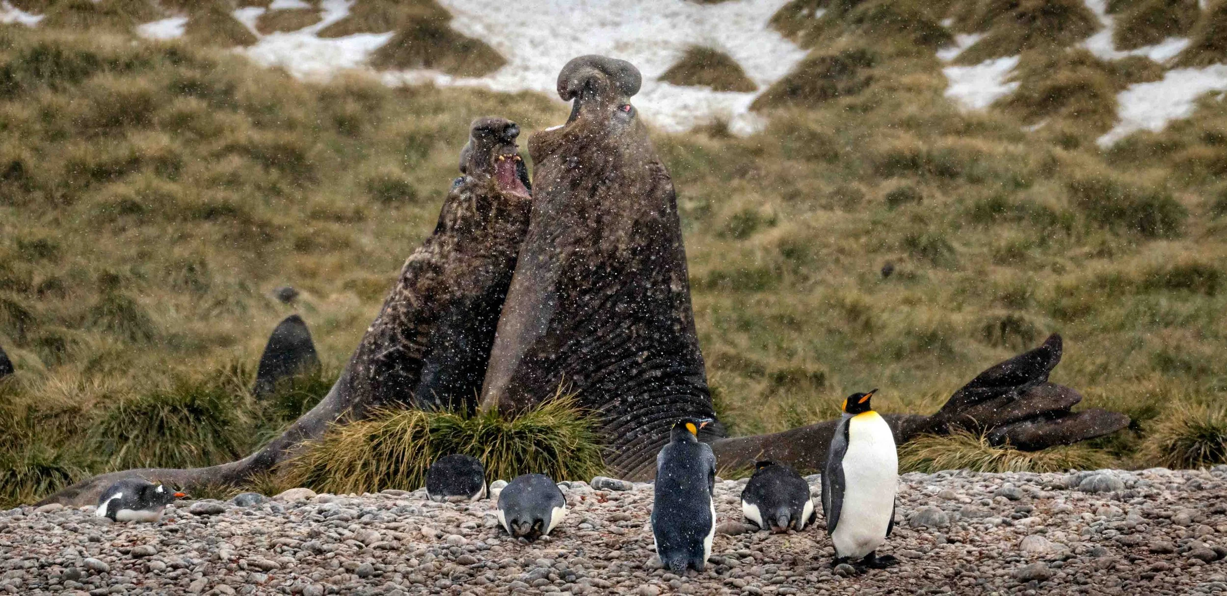 Where Even Giants Are Vulnerable -            Elephant Seal Portfolio